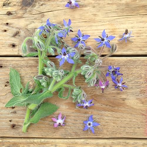 Miniatura 5 de CHUXAY GARDEN Mezcla de borraje, borago officinalis, flor de estrella 30 semillas, azul, morado, rosa, encantadora, flores, plantas anuales de