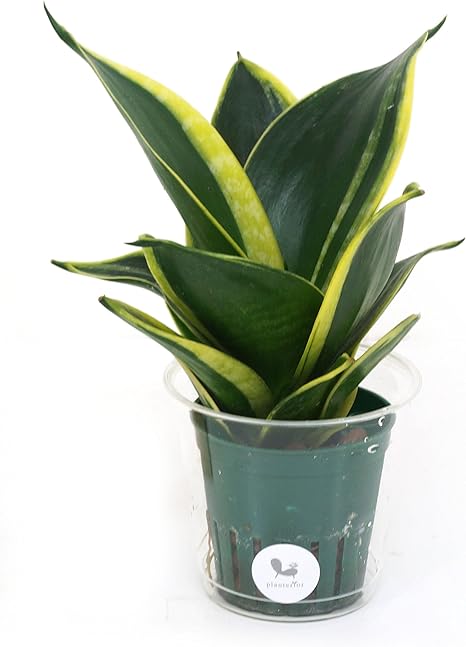 Amazon ハイドロポットm サンスベリア ハニー 観葉植物 オンライン通販