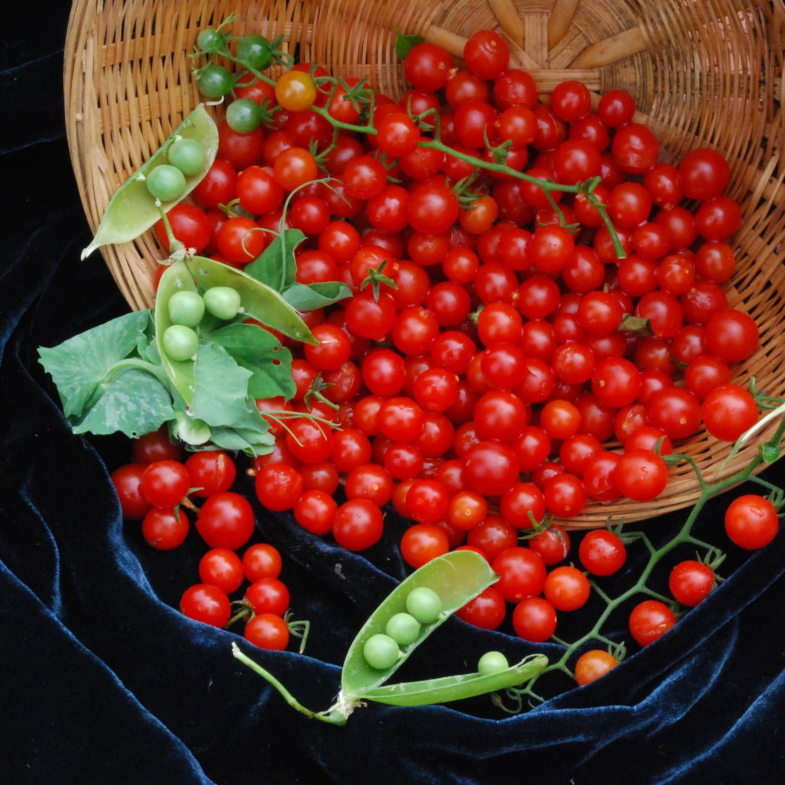 Plant World Seeds - Tomato Sweet Pea Currant Seeds (Tomato Seeds)