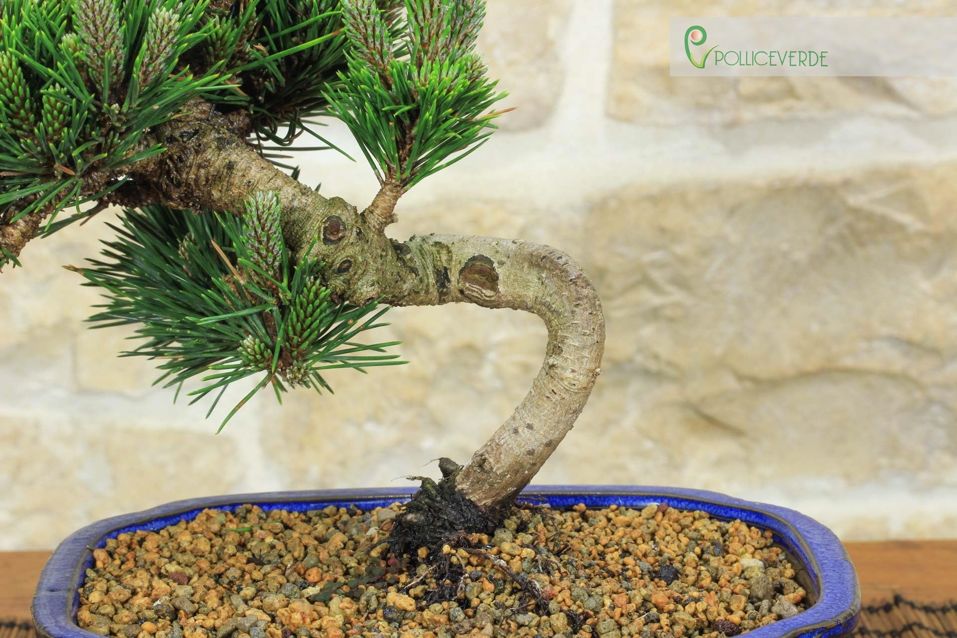 Bonsai di Pino Nero Thunbergii Senjyumaru (75)
