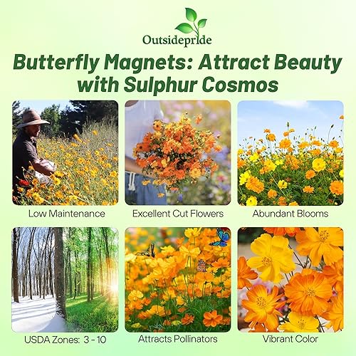 Miniatura 2 de Outsidepride 2000 semillas anuales Cosmos Sulphureus Bright Lights Yellow Cut Flower Seeds para plantar