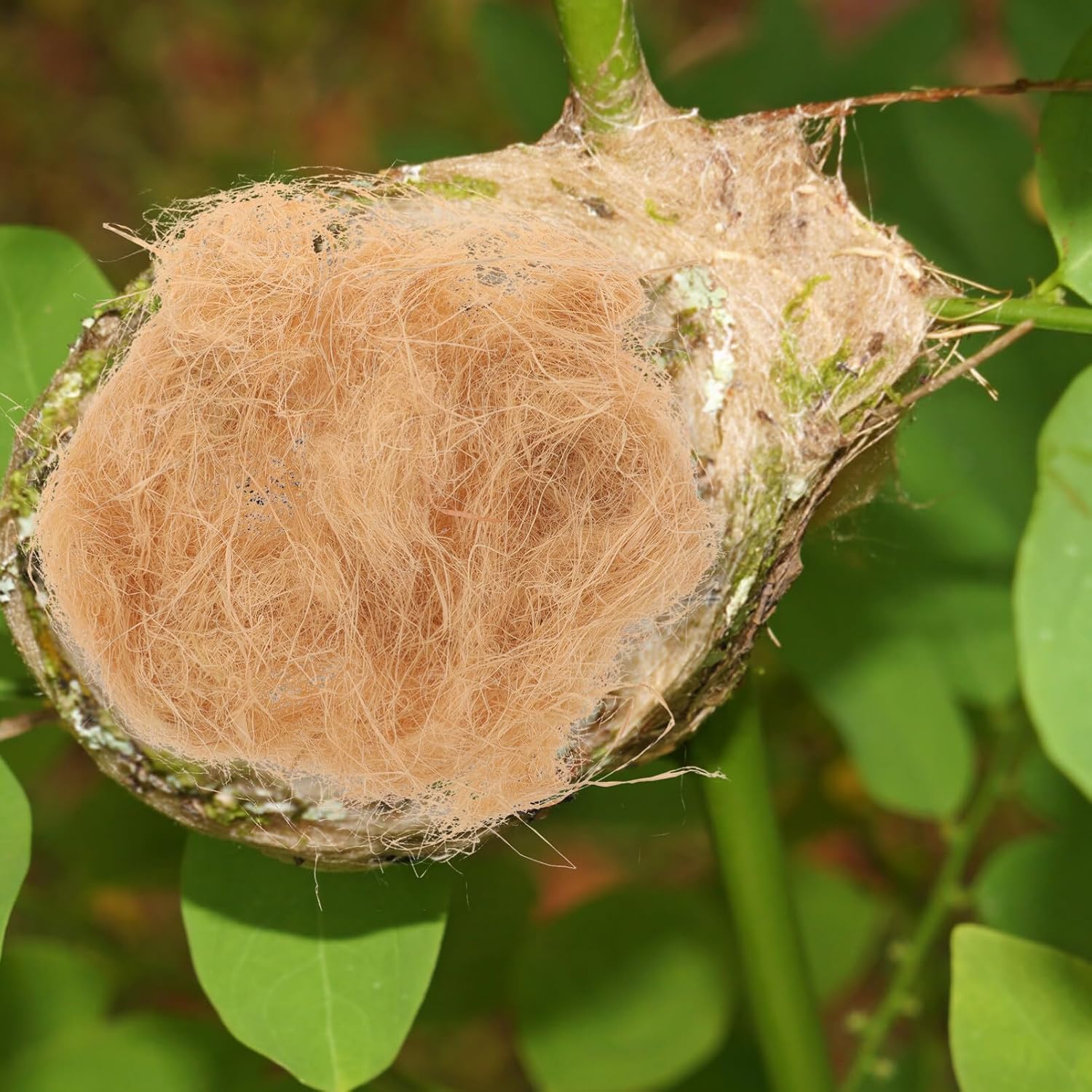 Yardwe 1bag Natural Bird Nesting Material Indoor DIY Bird Nest Supplies Raffia Grass for Parrots Hummingbirds Wild Birds for Bird House Cage Nesting