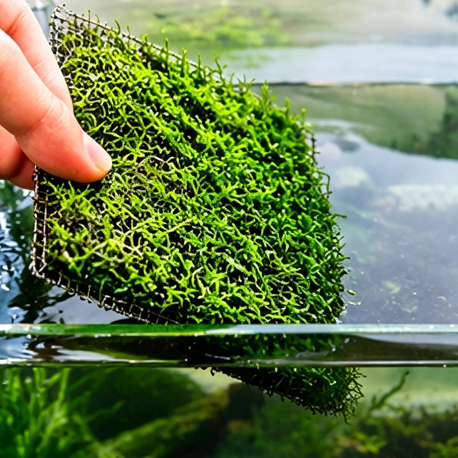 24Pcs Fish Aquarium Plants Mesh，Aquarium Fish Tank Wire Mesh Pad，for Aquatic Plant Propagation and Aquarium Filtration（3.1inX3.1in）