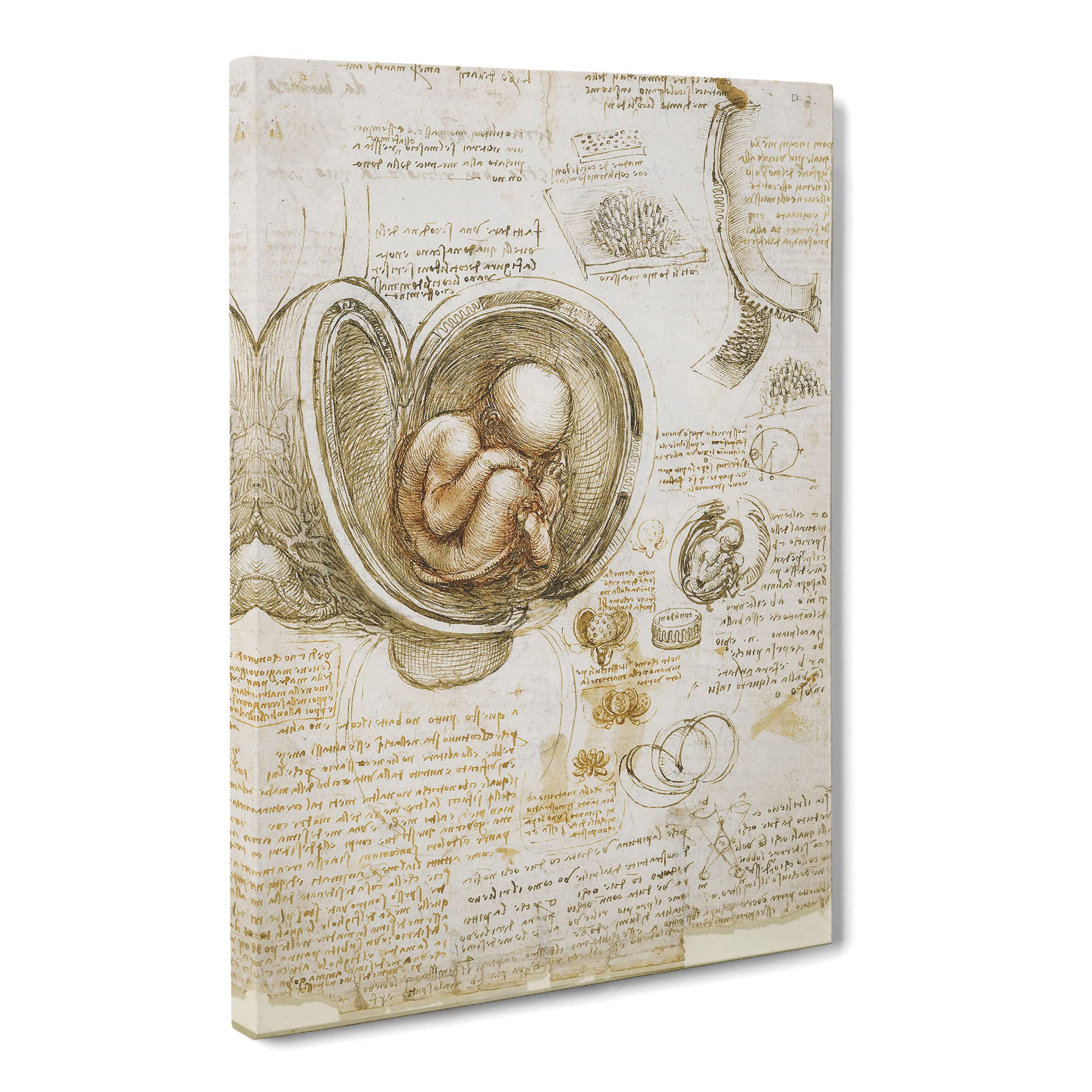 Leonardo Da Vinci Anatomy Canvas Print, Mixed, 25L x 50W cm