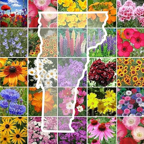 Eden Brothers Vermont - Semillas mixtas de flores silvestres para plantar, 1 libra, más de 480,000 semillas con cosmos, aciano  Atrae polinizadores,