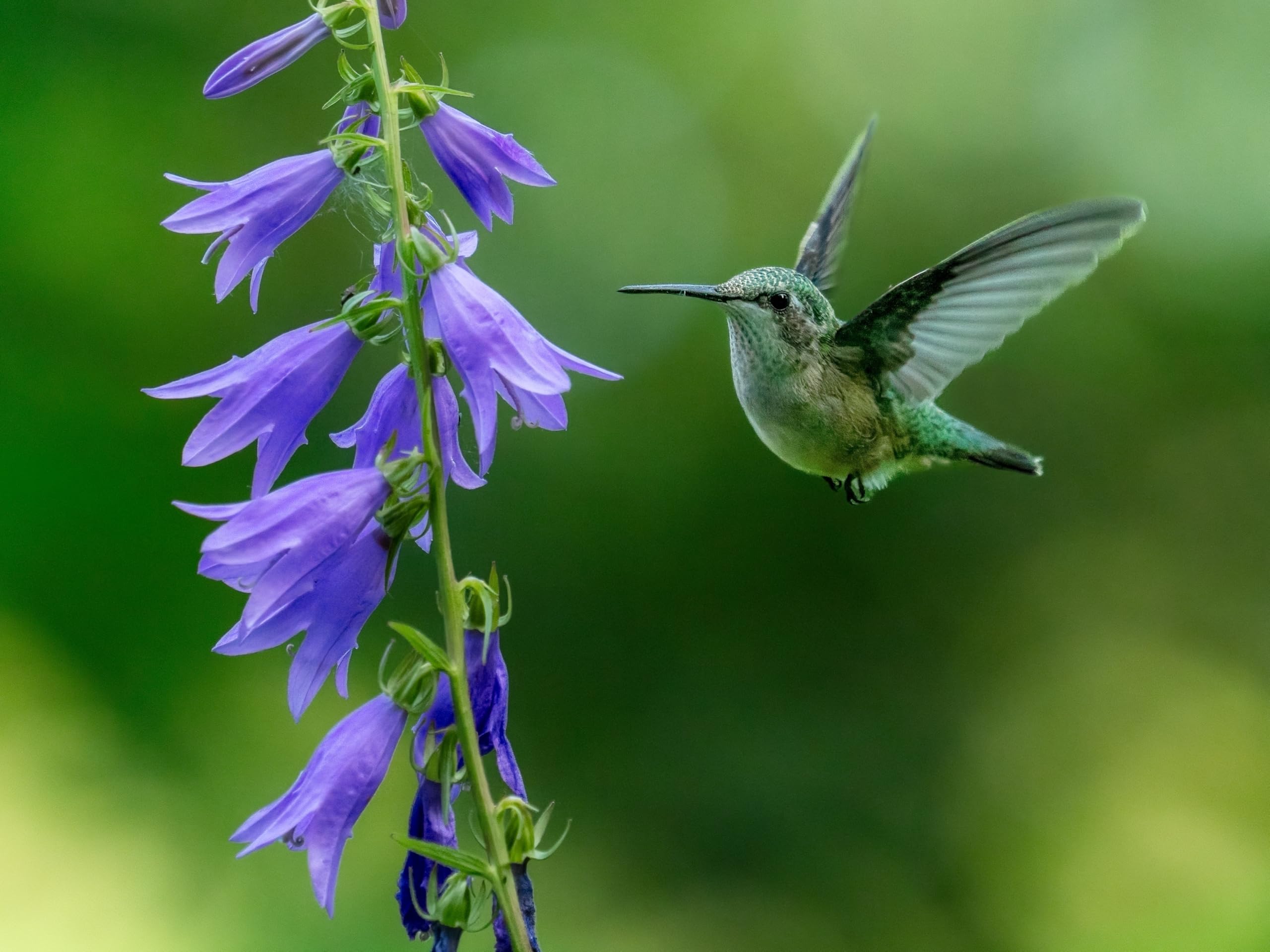 OM SYSTEM M.Zuiko Digital Teleconvertitore 1,4x MC‑14 per ED 40‑150 mm PRO, Olympus ED 300 mm e molti altri obiettivi,resistente alle intemperie, per la fotografia naturalistica, sportiva e di animali