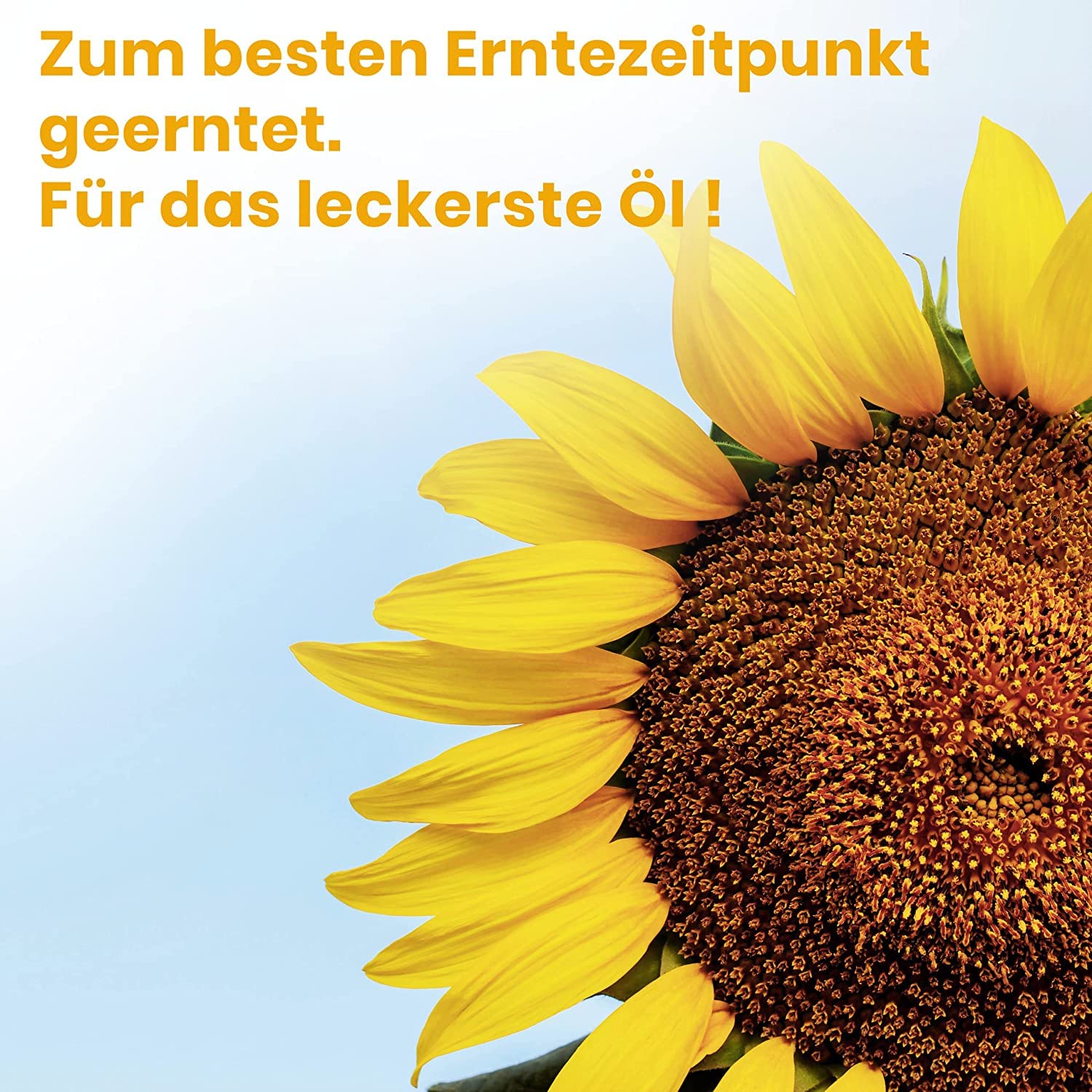 Koch Larder reinem Sonnenblumenöl 5 Liter