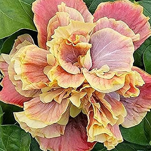 CHUXAY GARDEN Semilla de flor de hibisco rosa amarillo doble, 10 semillas, impresionante planta con flores, atrae mariposas y abejas, planta de