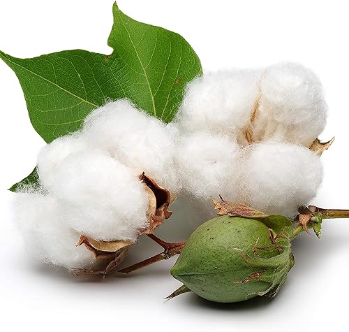 QAUZUY GARDEN 20 semillas de algodón mexicano (Gossypium Hirsutum) de algodón de tierras altas Semillas sin tratar sin OMG Llamativa planta