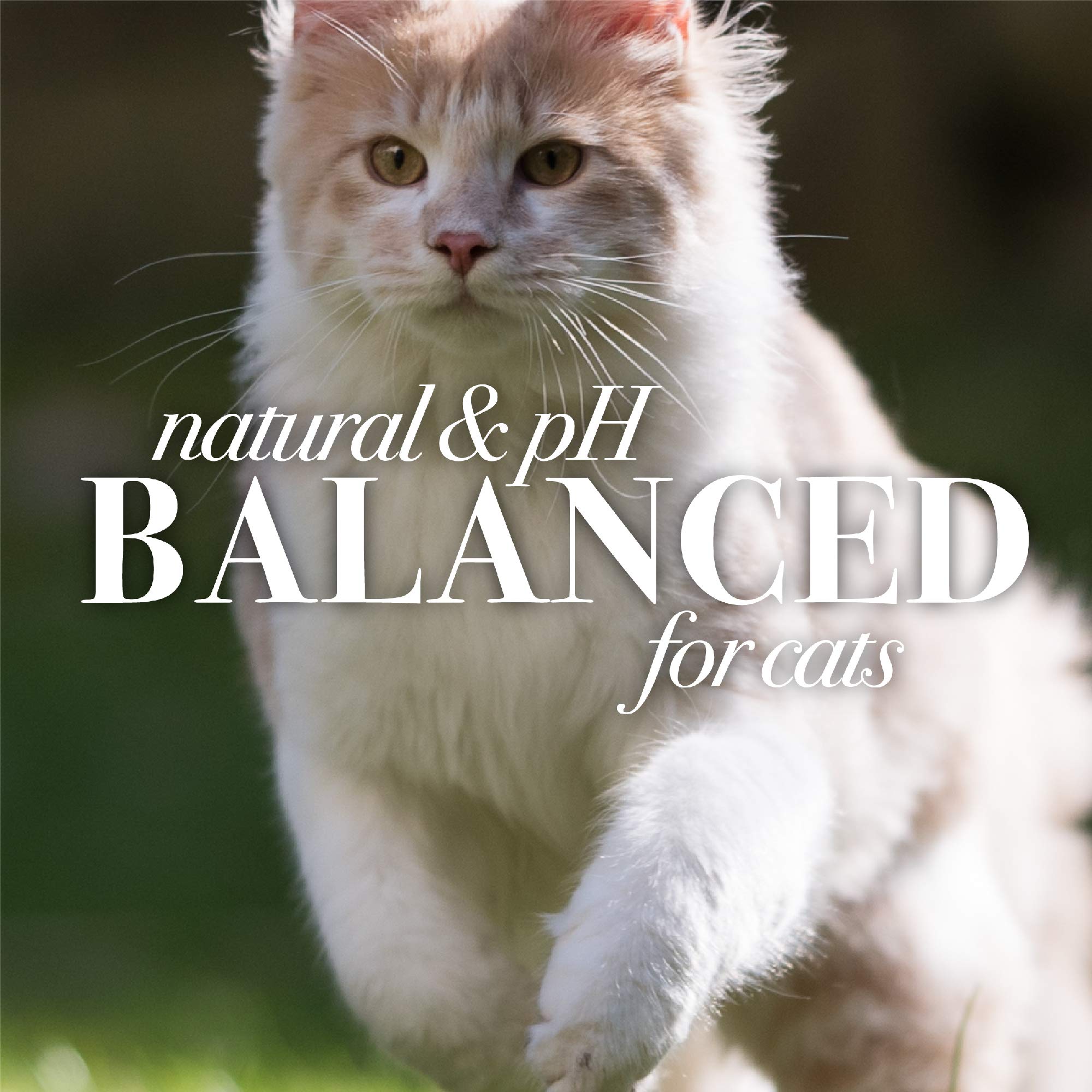 Burts Bees Hypoallergenic Shampoo Cat 296ml, white, 10 Fl Oz - 1 Pack - Image 4