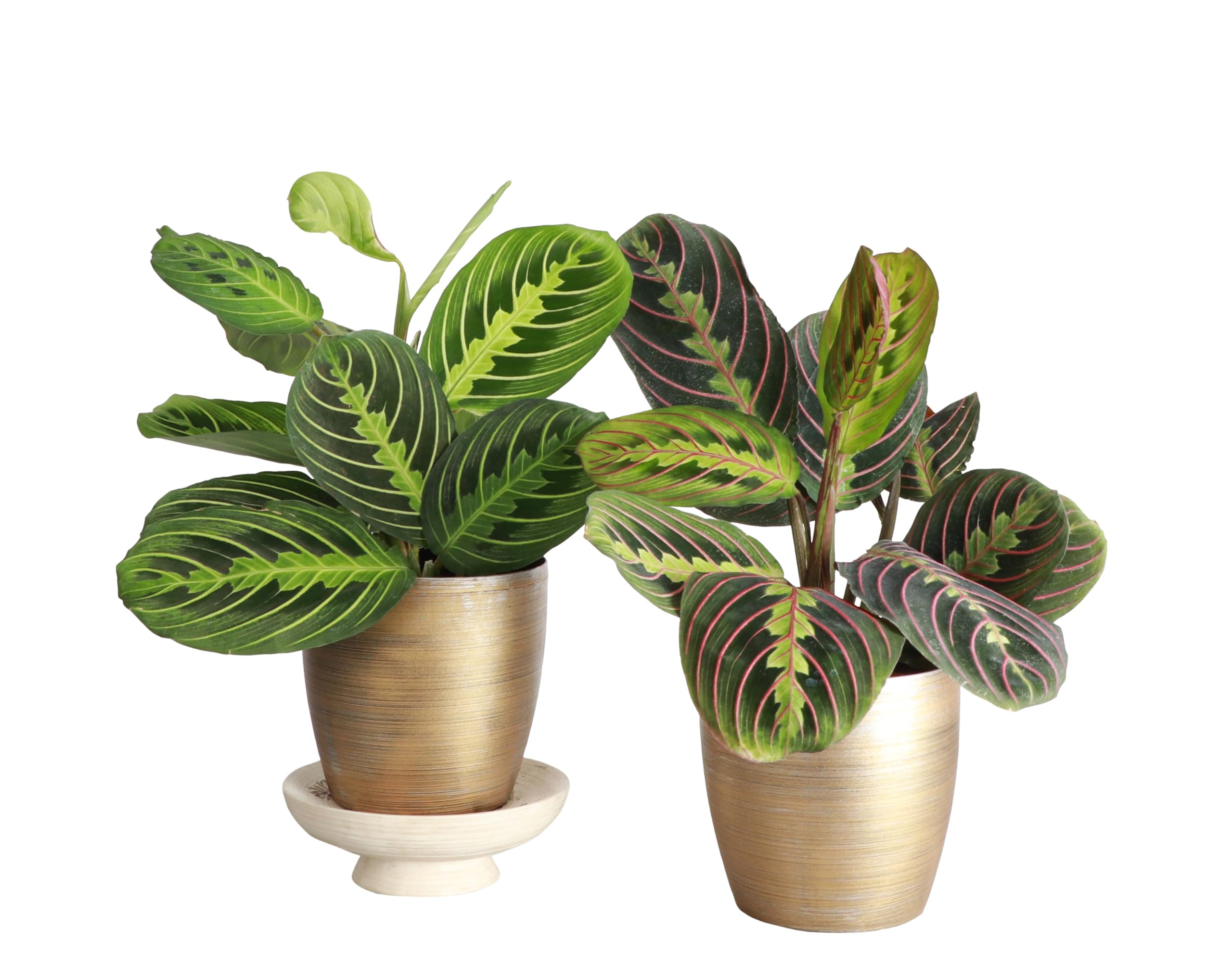 Thorsen's Greenhouse Prayer Plants