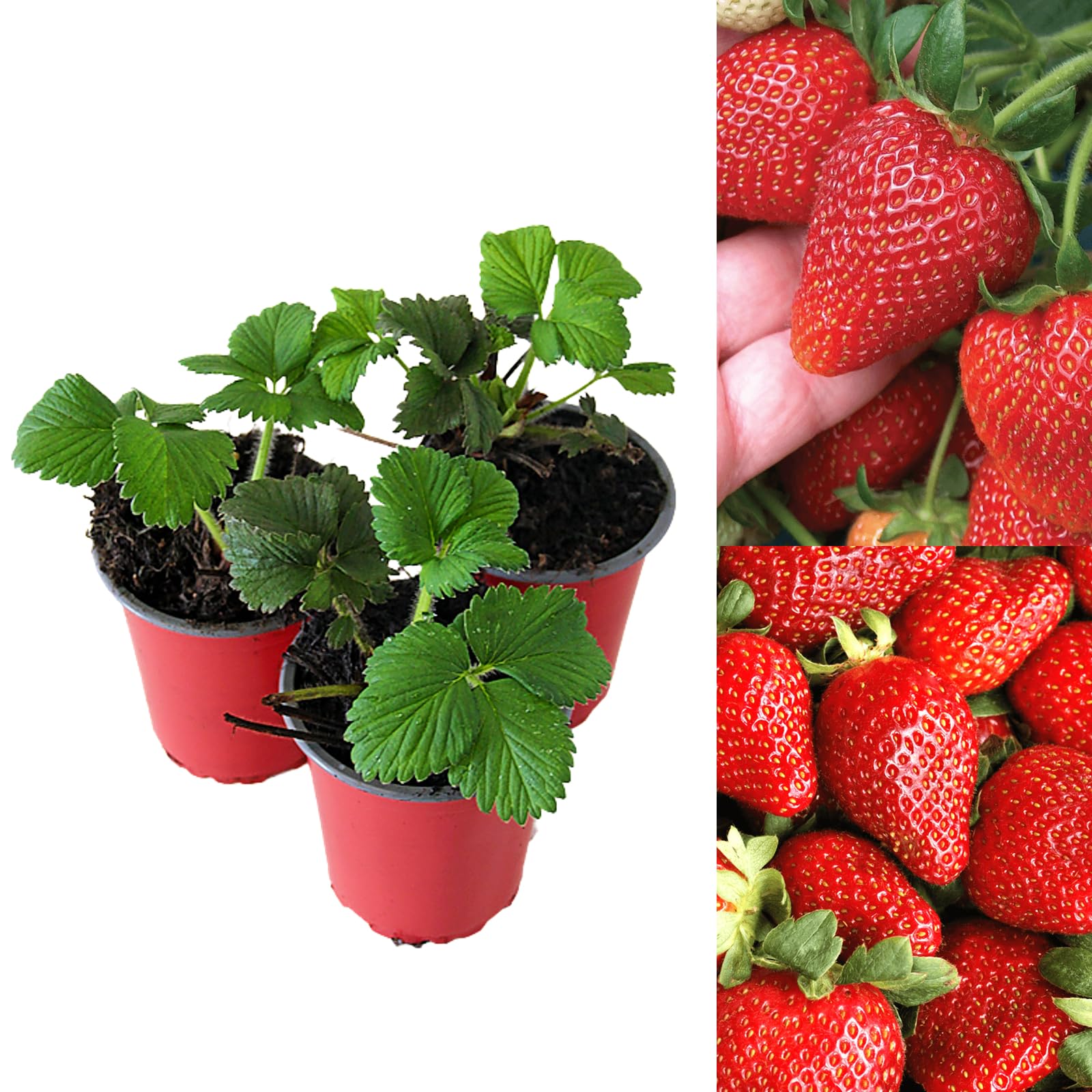 Carbeth Plants - Strawberry Sweetheart Fruit Plants - Hardy Garden Bushes in 9cm Pots - Grow Your Own (12)