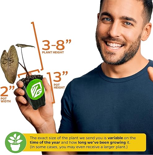 Miniatura 3 de Planta viva de oreja de elefante Waikiki - Colocasia esculenta por Wellspring Gardens