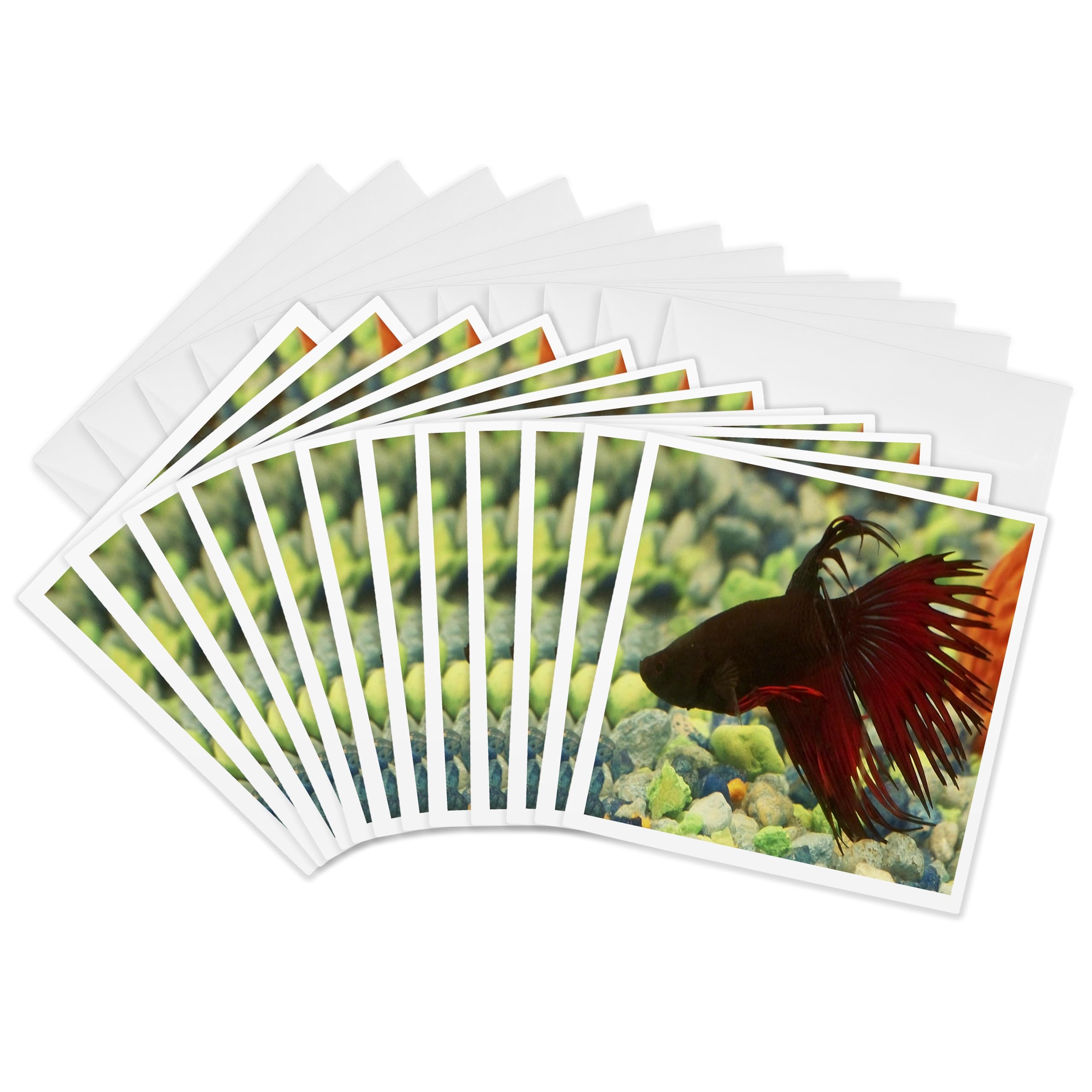 3dRose gc_14145_2 6 x 6-Inch "Betta Fish" Greeting Card (Pack of 12)