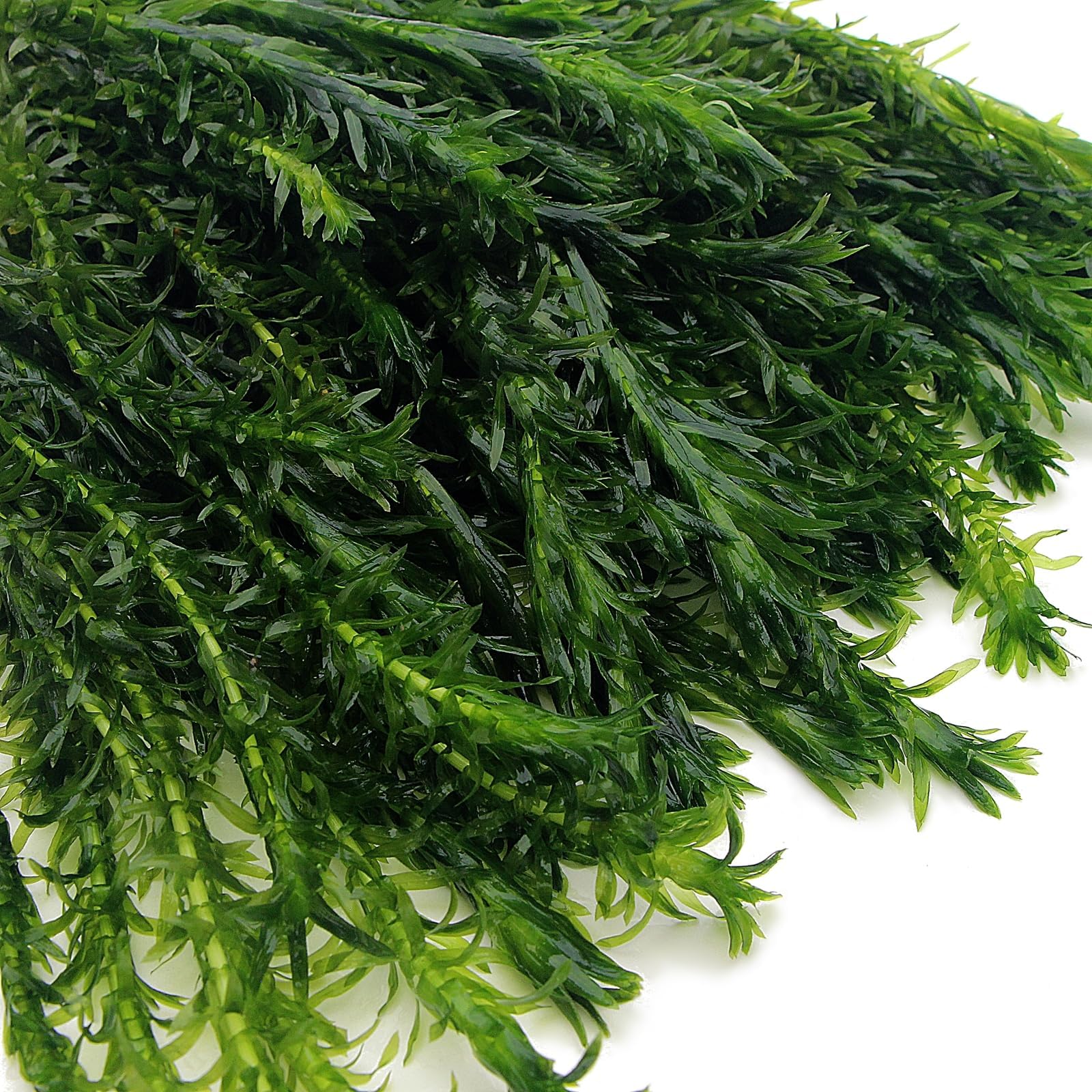 10 ELODEA DENSA Oxygenating Weed Live Pond Plant Water Aquarium Aquatic Plants Egeria K2aqua — view 5