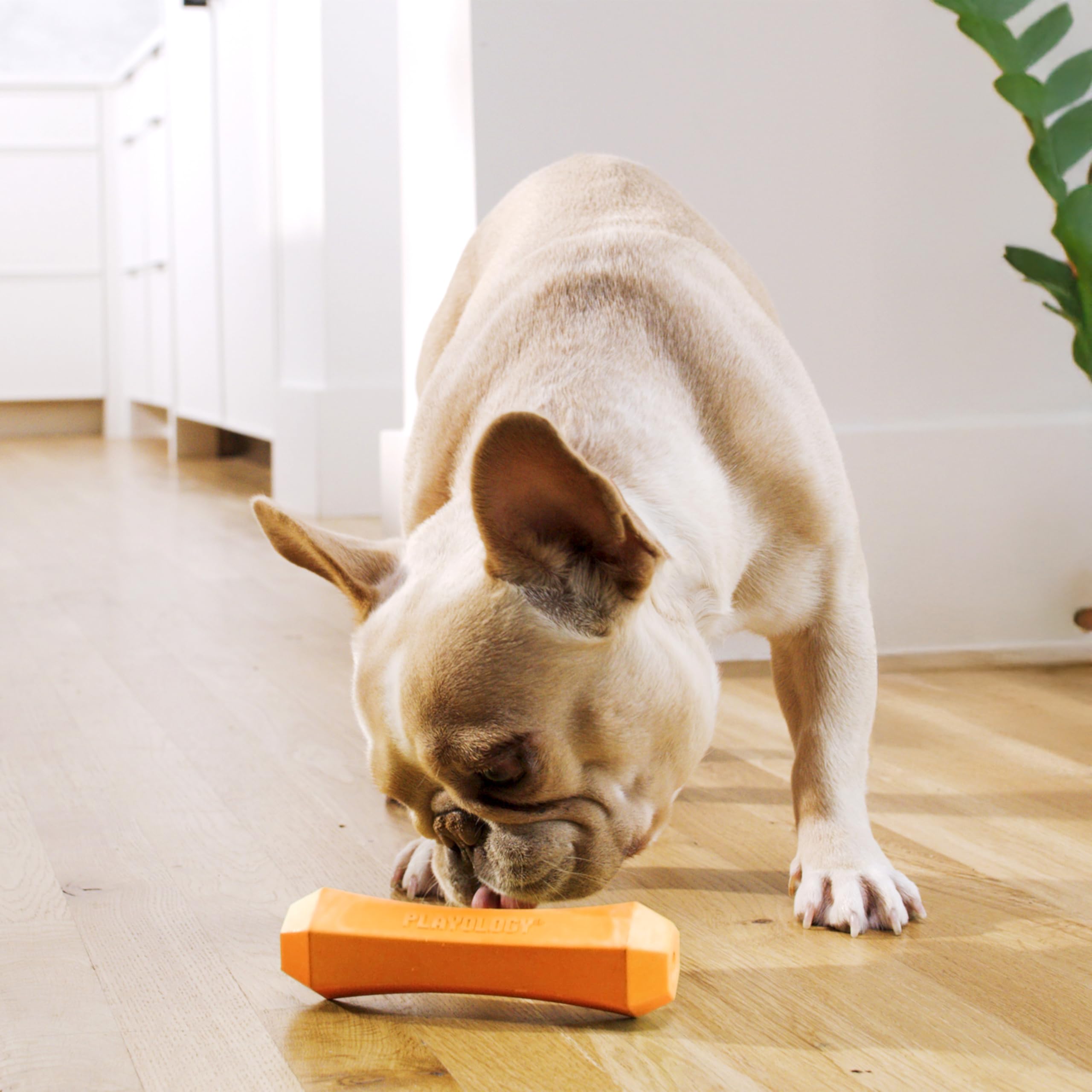Playology Jouet couineur à mâcher pour Chien, pour Chiens de Taille Moyenne à Grande (6,8 kg à 15,9 kg) – pour mâcheurs modérés – Jouet parfumé au Cheddar entièrement Naturel – Matériaux Non Toxiques