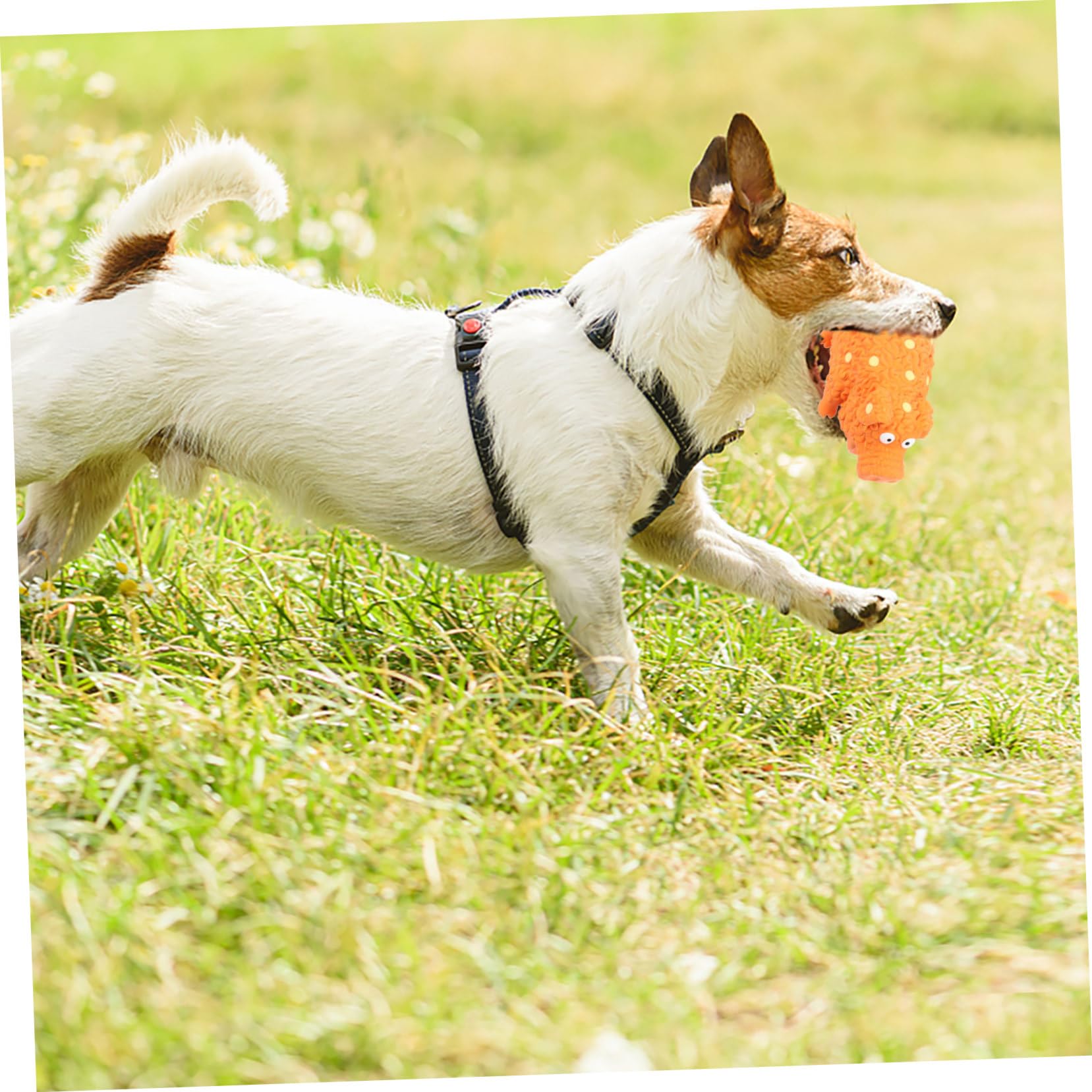 Angoily 4stücke Squeaky Latex Hundespielzeug Set Interaktive Kauspielzeuge Für Hunde Zum Spielen Und Zahnpflege Für Kleine Und Mittelgroße Hunde