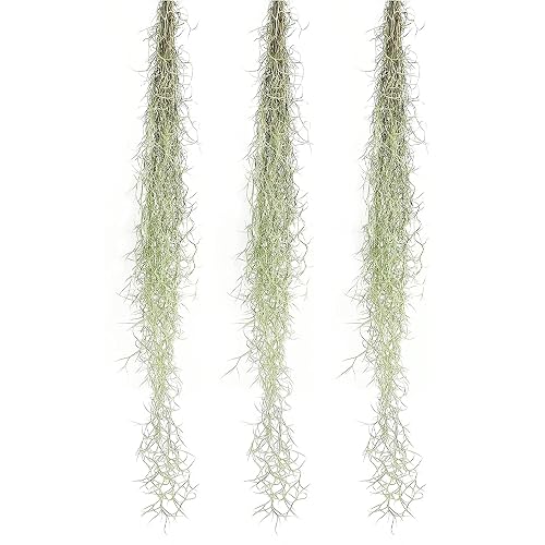 ragnaroc Tillandsia Usneoides Thick-Colombian Spanish Moss 16' / 3 oz