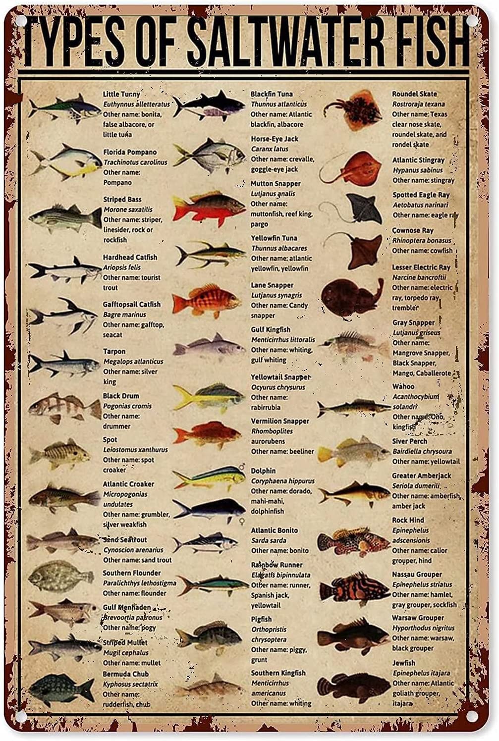 Hlbsdm Types Of Saltwater Fish Knowledge Metal Tin Sign Vintage Restaurant Cafe Home Bedroom Living Room Kitchen Toilet Decorative Art Wall Decor Poster Plaque 12X16 Inch