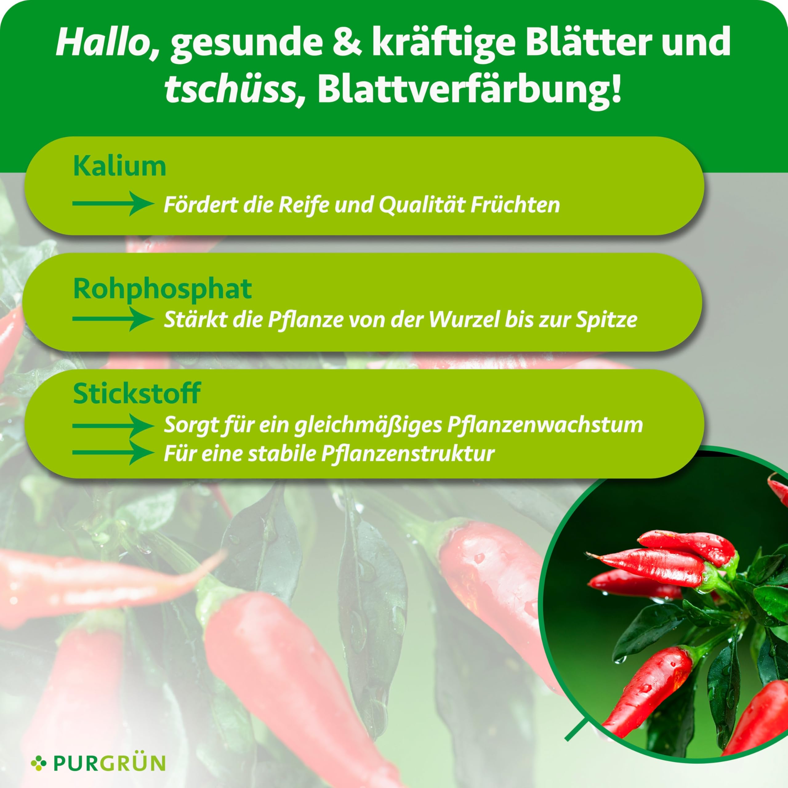 Bio-Chilidünger 1 Liter – Erhöht den Ernteertrag – Extra Kalium für knackige Chilis – Schnelles, gesundes Wachstum – Ohne tierische Inhaltsstoffe – Konzentrat für 100 Liter Gießwasser