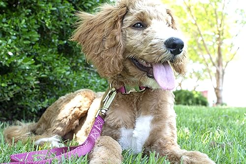 Miniatura 2 de Country Brook Petz  Collar de nailon premium para perro con hebilla de metal  Vibrante selección de 25 colores, Rosa