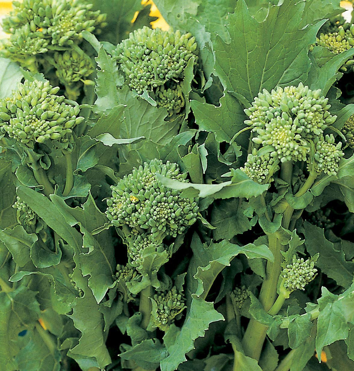 Salerno Seeds Broccoli Raab 60 Days CIMA Di Rapa Sessantina 10 Grams Made in Italy Italian Non-GMO