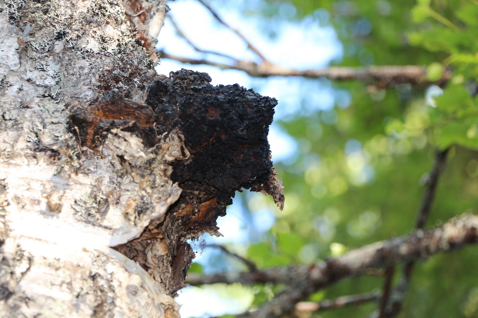 ATPC Media - Chaga Brocken aus Lappland - Finnische Wildsammlung 200 Gramm, ideal für Chaga Pilz Tee und Chaga Pilz Kaffee, aus den sauberen und weiten Wäldern Lapplands