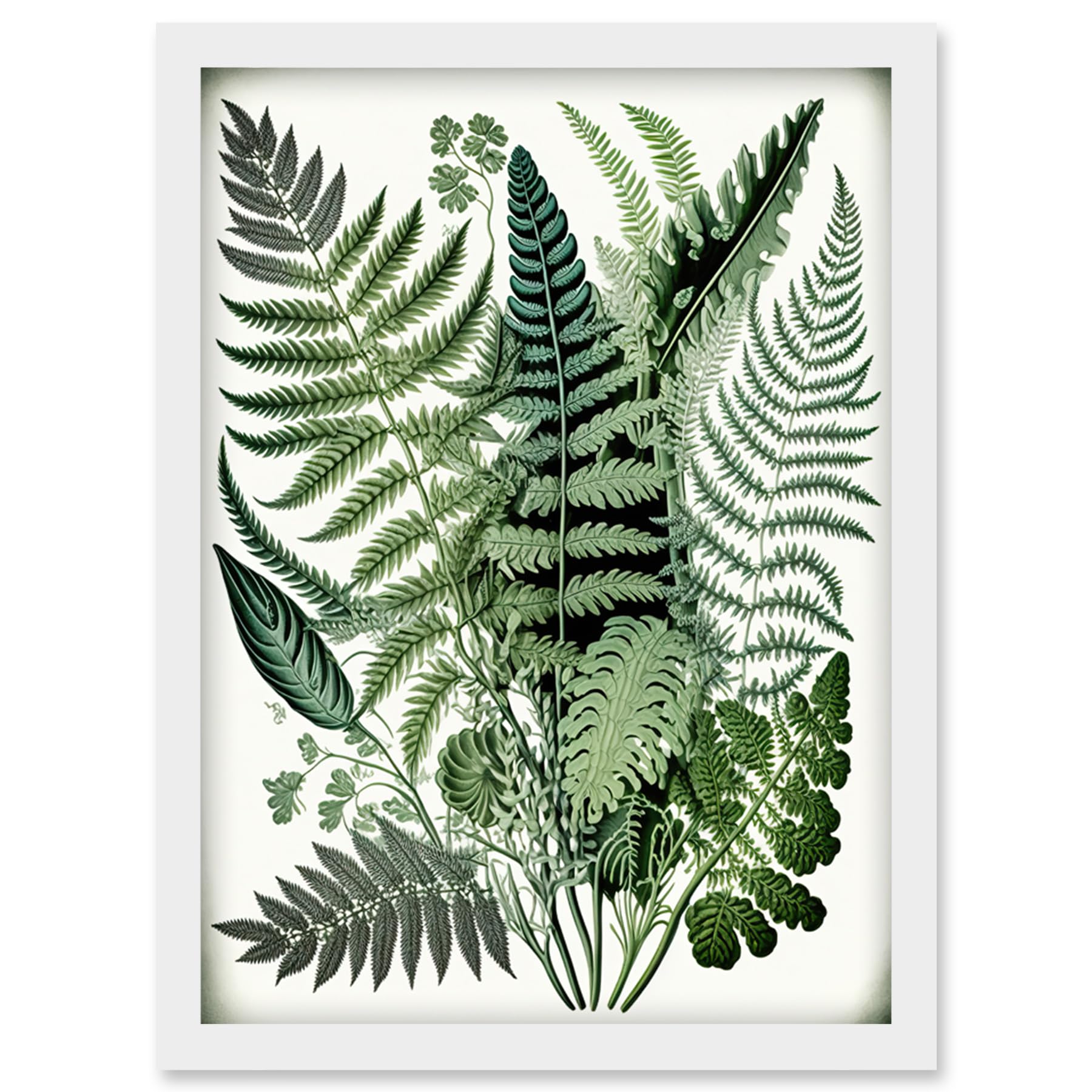 A4 Framed Wall Art Print - Haeckel Style Fern Fronds Watercolour Illustration - Artery8