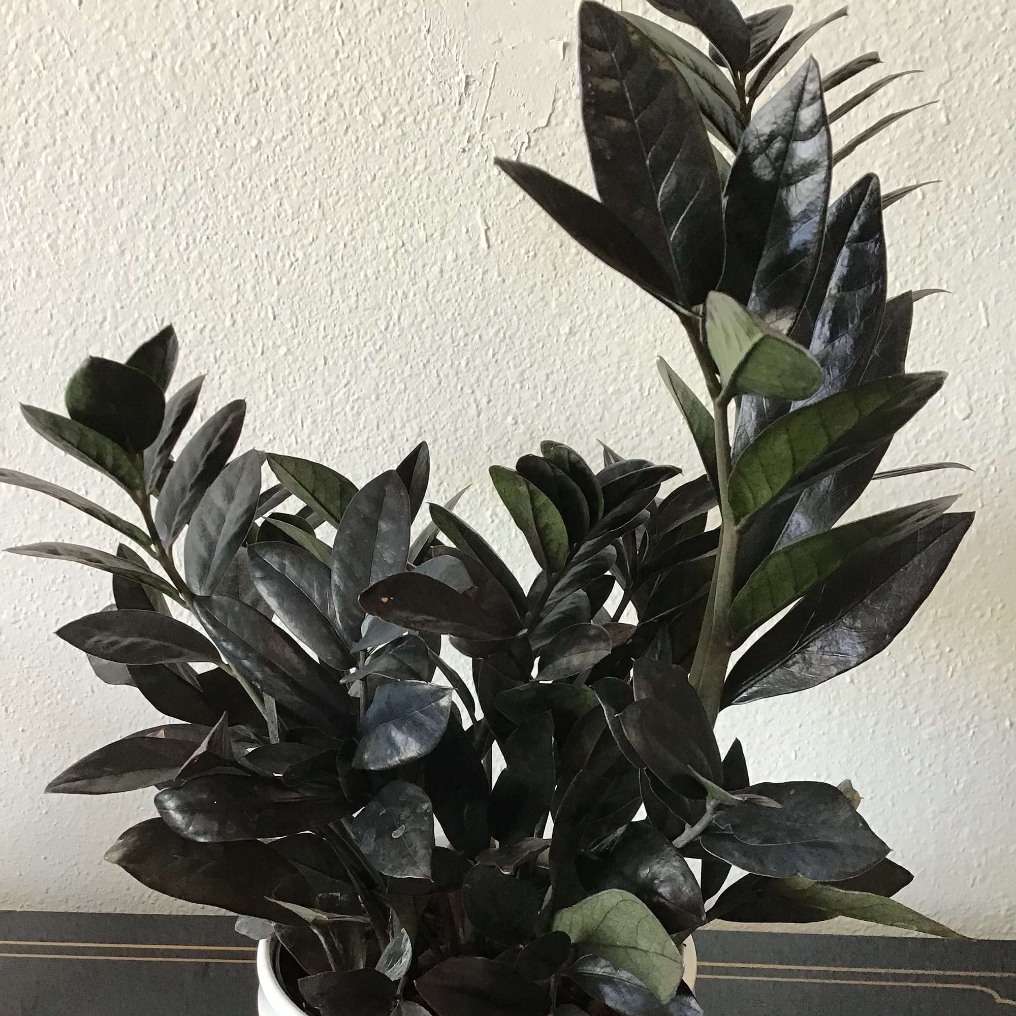 Guruji Plantation ZZ Indoor Plant For Home and Garden with Pot (Pack of 1) (Black) (B0BSCG8XXB) Amazon Price History, Amazon Price Tracker
