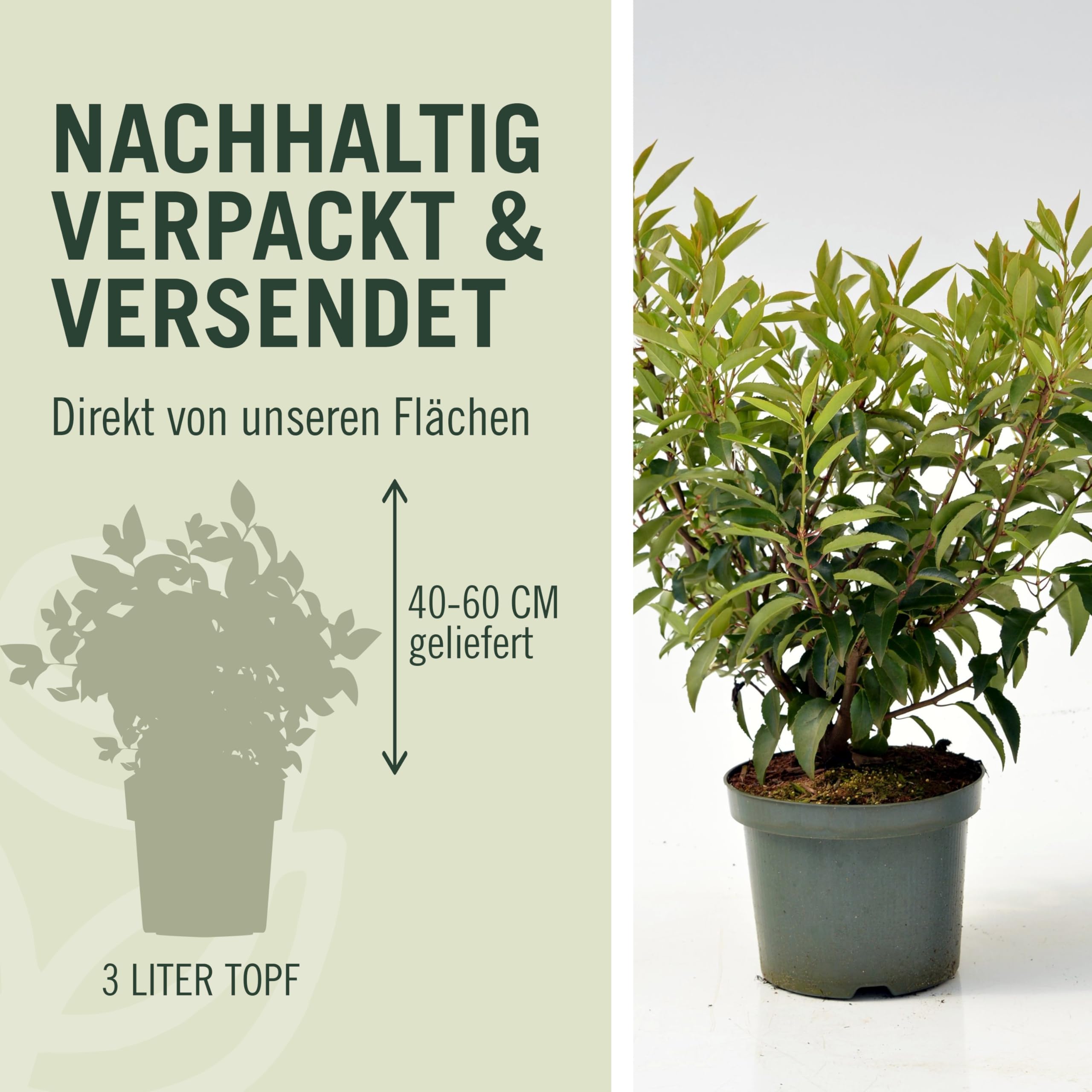 Garten-Schlter Portugiesischer Kirschlorbeer Angustifolia, 40-60 cm  geliefert im 3 Liter Topf - Lorbeerkirsche Prunus Laurocerasus als  Laubhecke - immergrn, pilzfrei, winterhart als Sichtschutz : Garten  Schlter: Amazon.de: Garten