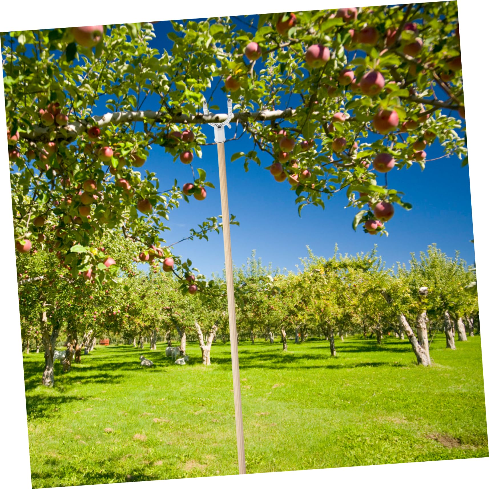 Aststützen Für Bäume 12-teilig - Aluminiumlegierung, Wetterfest, Für Obstbäume & Pflanzen