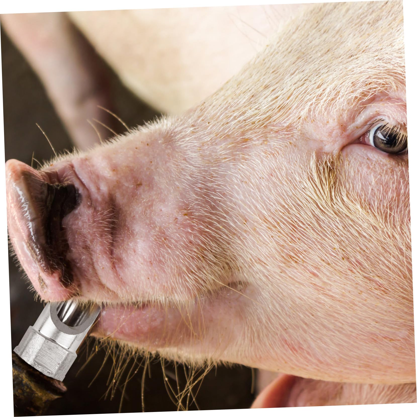 10 Stück Teiliges Schweine Tränkenippel aus Dickem Edelstahl Automatischer Wasserspender mit Auslaufsicherem Design für Ferkel Sauen und Nutztiere Tierhaltung