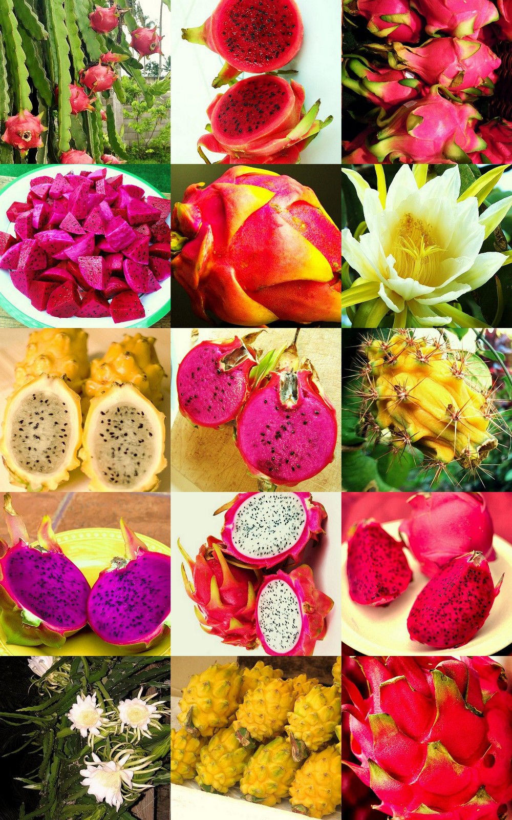 lady finger kaktus Lady Finger Cactus – Fragrance Plants and Flowers main image 0