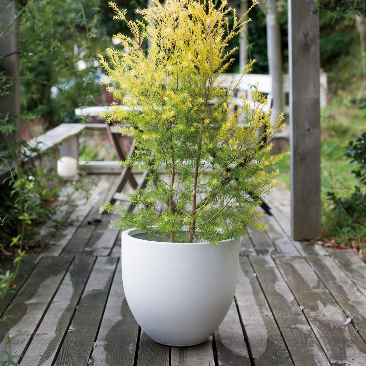 Amazon | 植木鉢 大型 ファイバークレイプロ ミュウ ラウンド