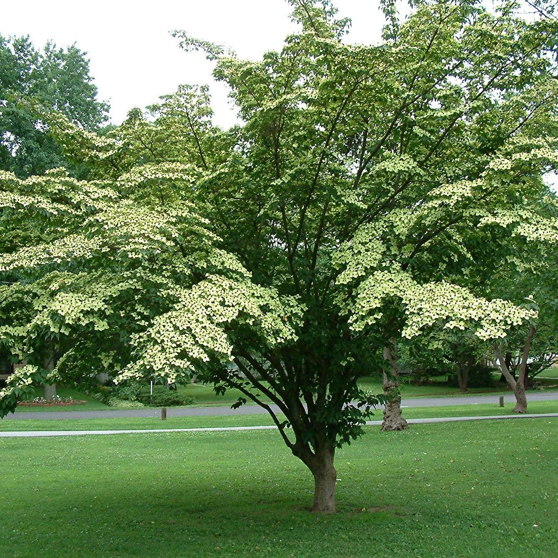 Cornus Kousa- Cornouiller du Japon 50-60 cm en conteneur blanche