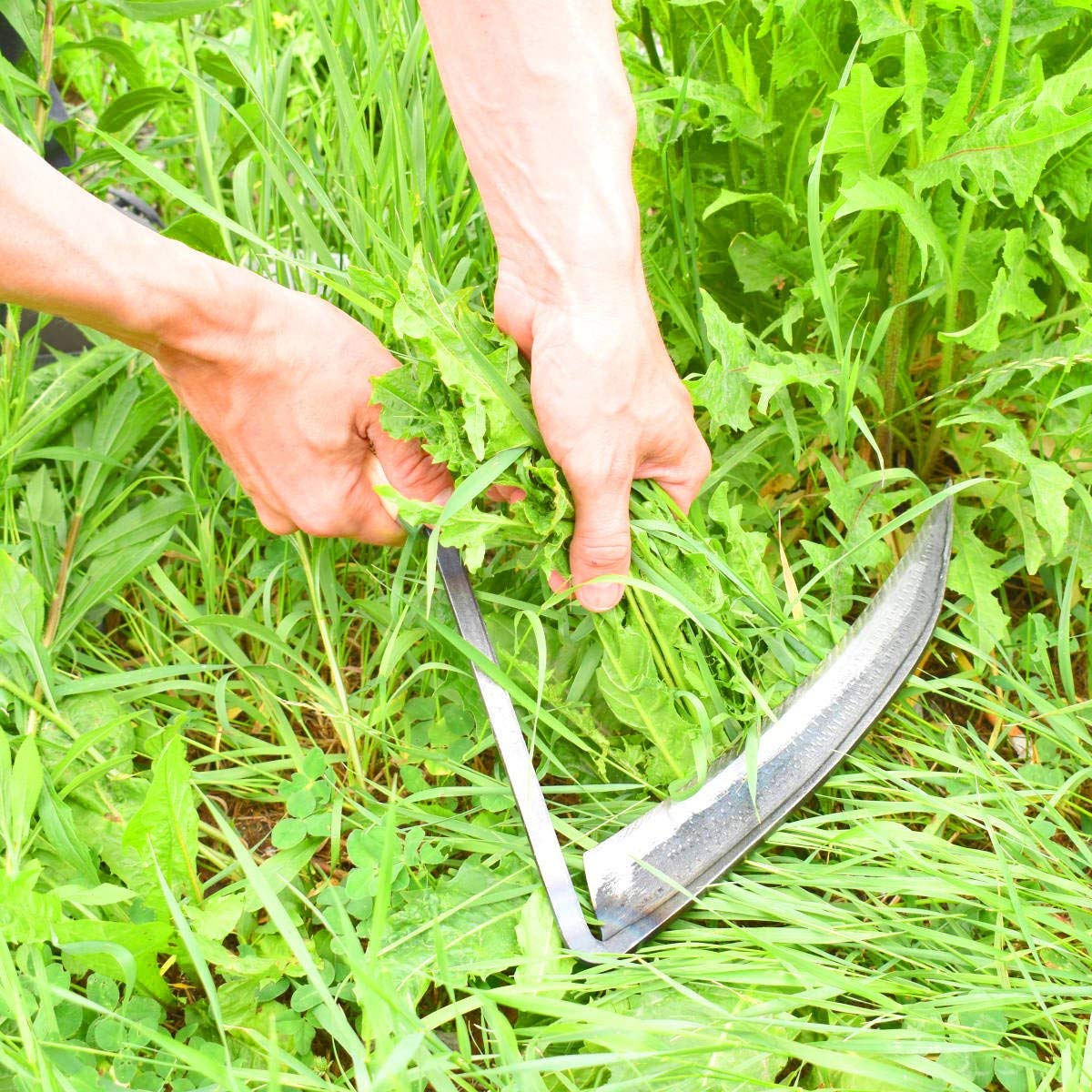 Kleine Sensensichel inkl. gratis Schleifstein - mit Eschenholzstiel - Gartenhilfe - Kleinsense - Handsense - Rechtshänder - Handgeschmiedet in Deutschland