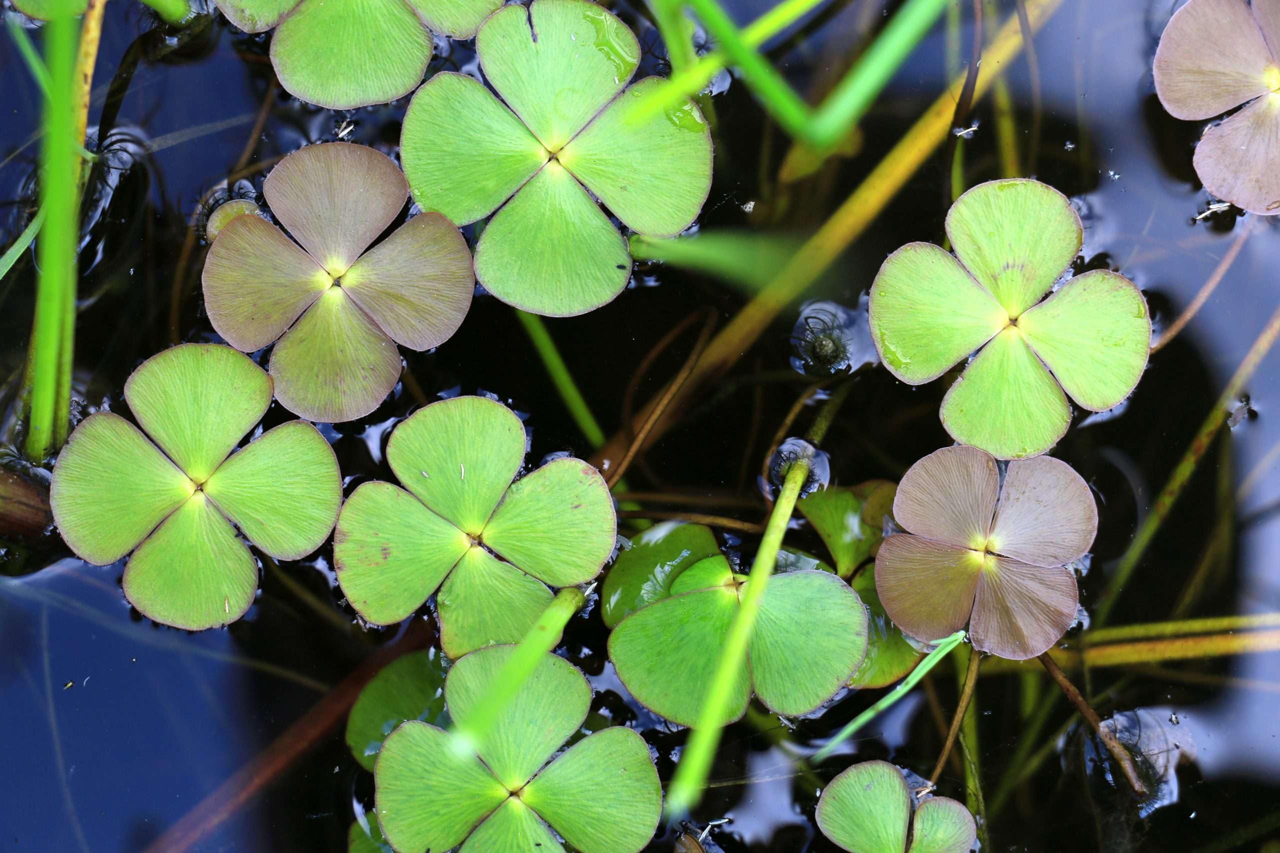 Lincsplants - Marsilea quadrifolia-1 / 3Ltr Bareroot