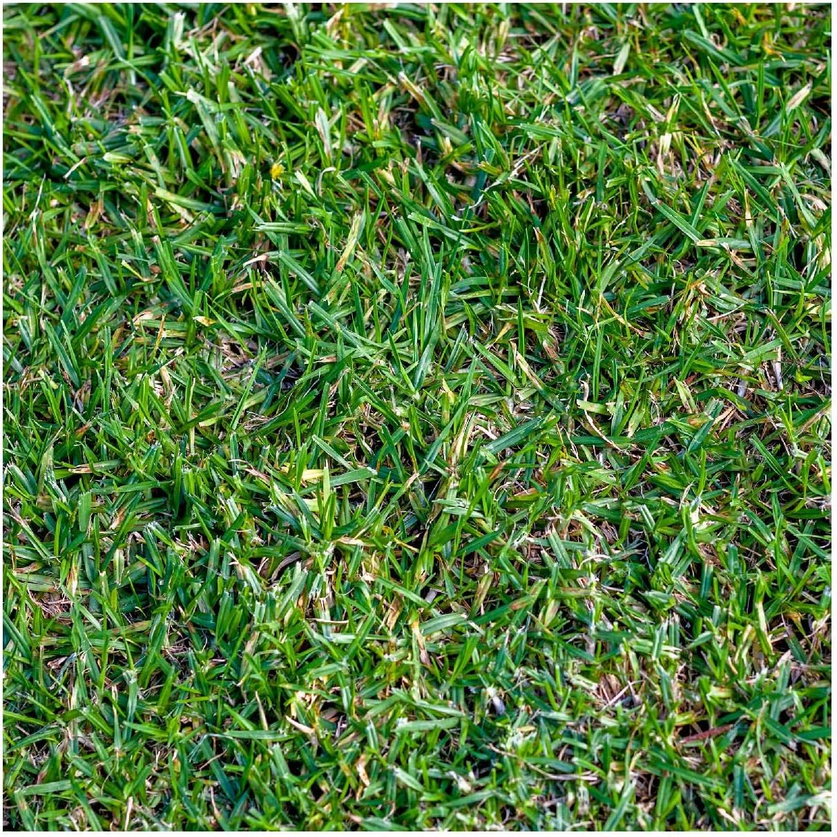 Everwilde Farms 1 Lb Buffalo Grass Native Grass Seeds