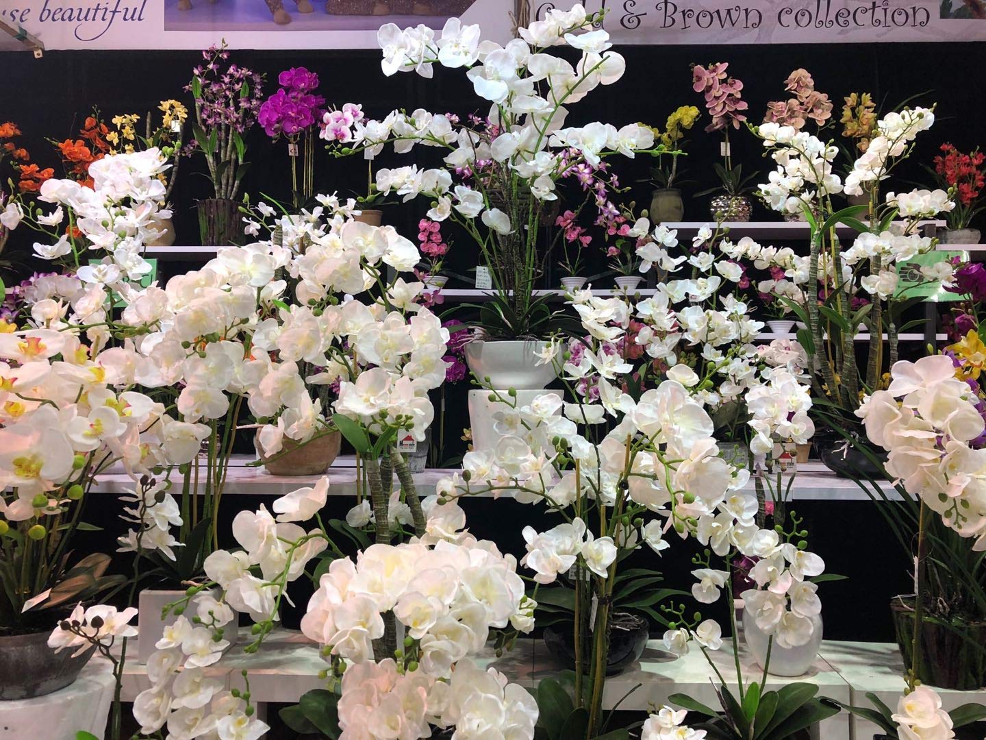 AMERIQUE Wspaniała i unikalna 5 cm sztuczny jedwabny kwiat roślina, z plastikowym doniczką do przedszkola, technologia Feel Real, super jakość, biała orchidea 5 cm