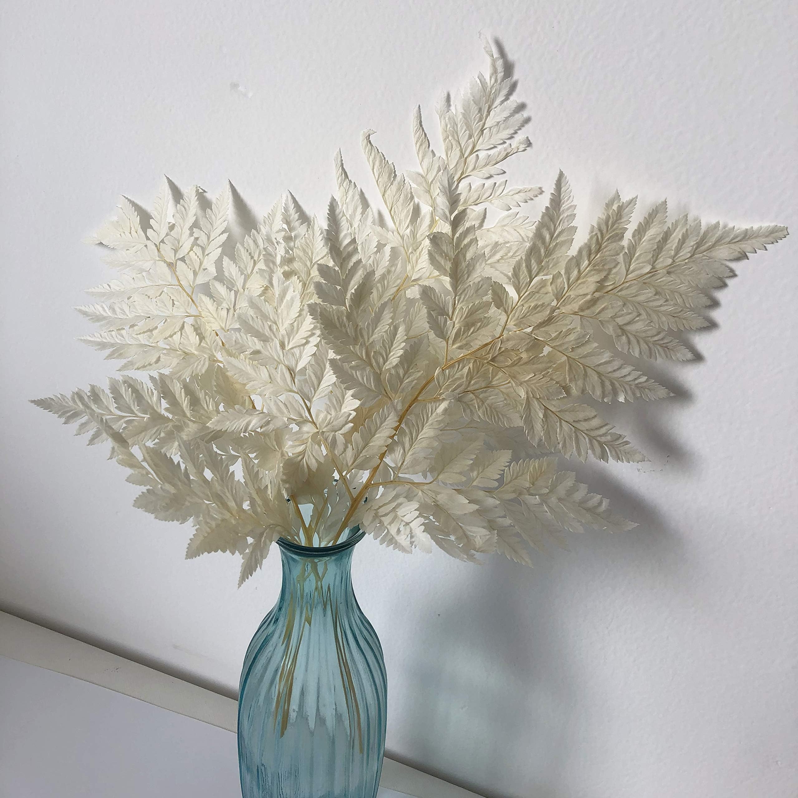 Fucheer Trockenblumen Deko - Getrocknet und Gebleicht Farn Bltter -  Getrocknete Bltter - Wei : Amazon.de: Kche, Haushalt & Wohnen
