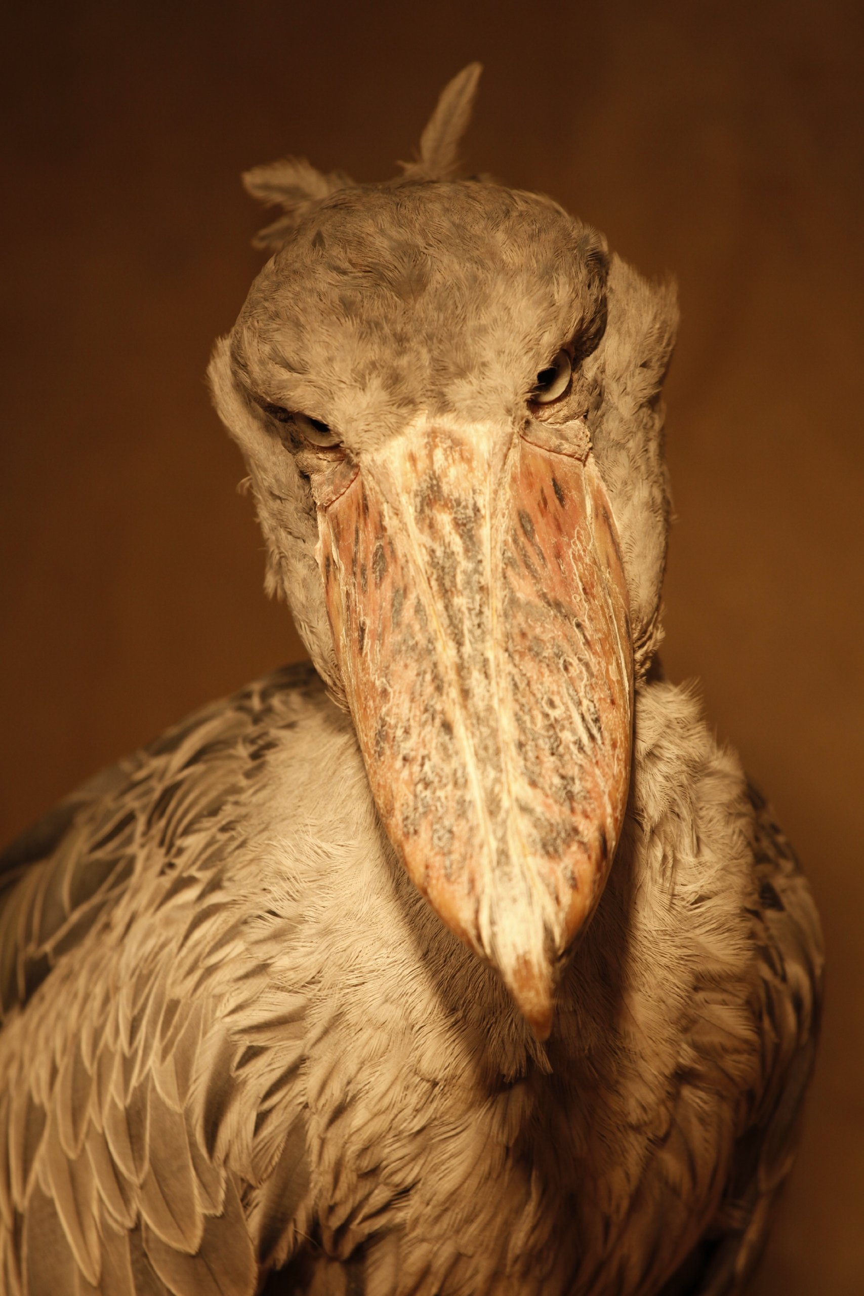 ハシビロコウ 千葉市動物公園 本 通販 Amazon ハシビロコウ 千葉市動物公園 本 通販 Amazon