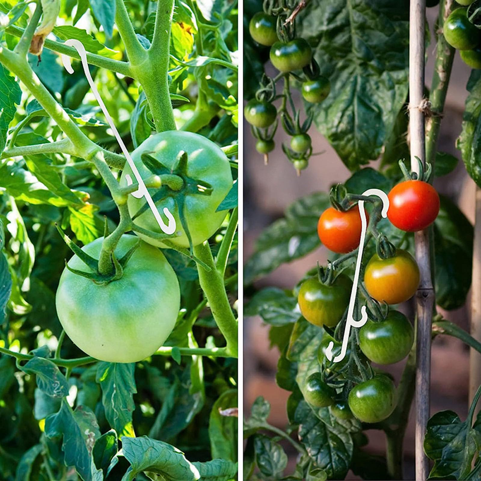 150 sztuk haczyków do pomidorów, podpórki do roślin, spinacze do warzyw, zapobiegające zakleszczaniu pomidorów i owoców, haczyki do zawieszania pomidorów i ogórków