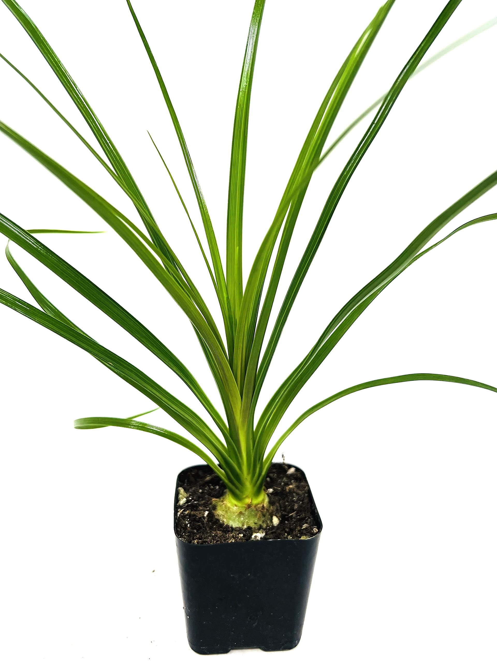 Amazon.com : Ponytail Palm -Beaucarnea recurvata 2