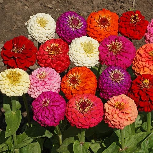 Miniatura 7 de Outsidepride Zinnia Elegans Lilliput - Mezcla de semillas de flores cortadas para jardín tolerantes al calor y la sequía, 14 libra