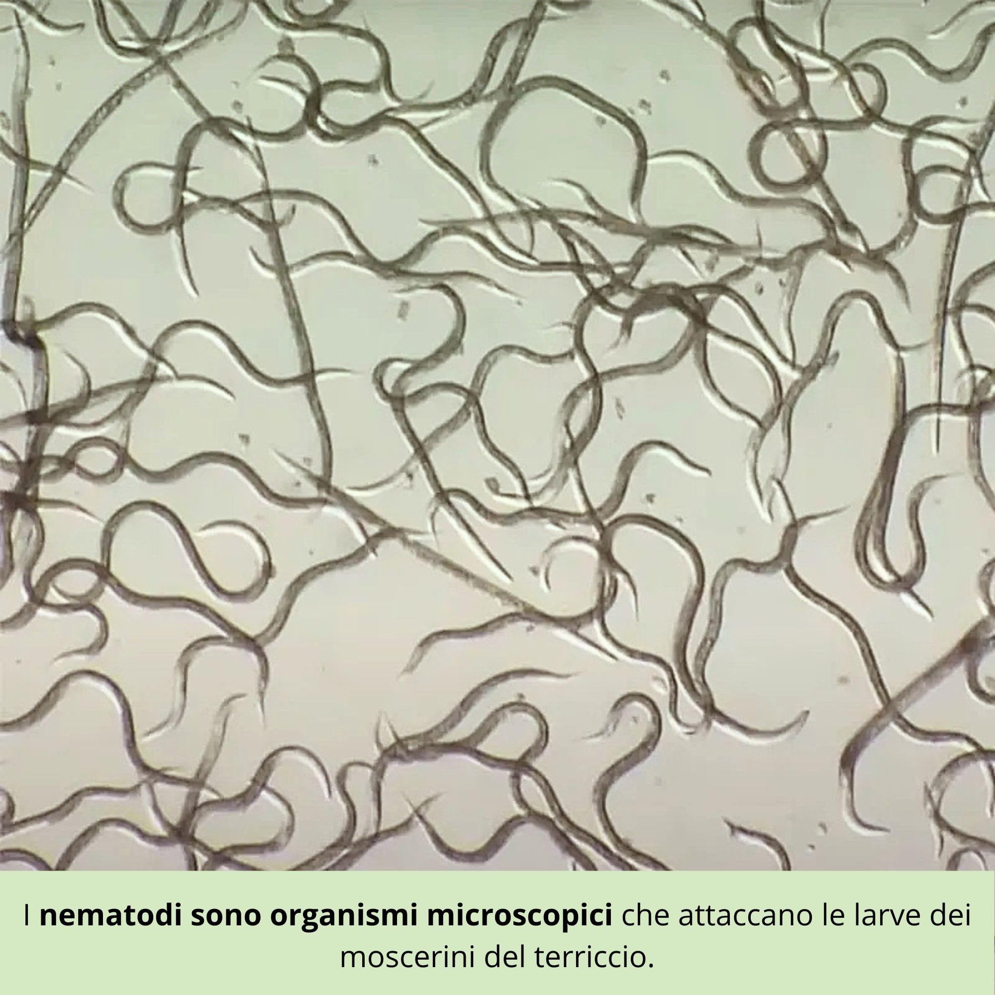 Nematodi contro i Moscerini del Terriccio + Trappole Gialle Adesive – Trattamento contro Moscerini delle Piante, Gli Sciaridi, Mosche del Terriccio per Piante da Intern (3M Nematodi + 10 Trappole)