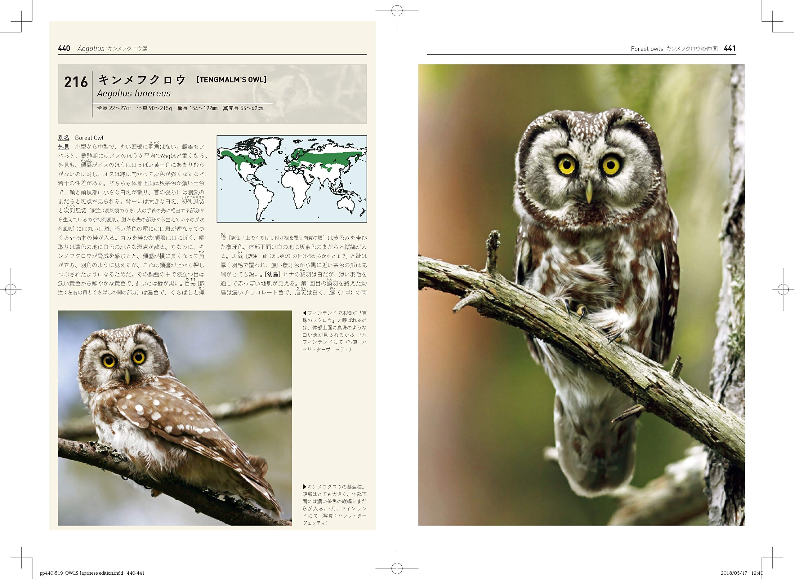 世界のフクロウ全種図鑑 ハイモ ミッコラ 早矢仕 有子 五十嵐 友子 本 通販 Amazon