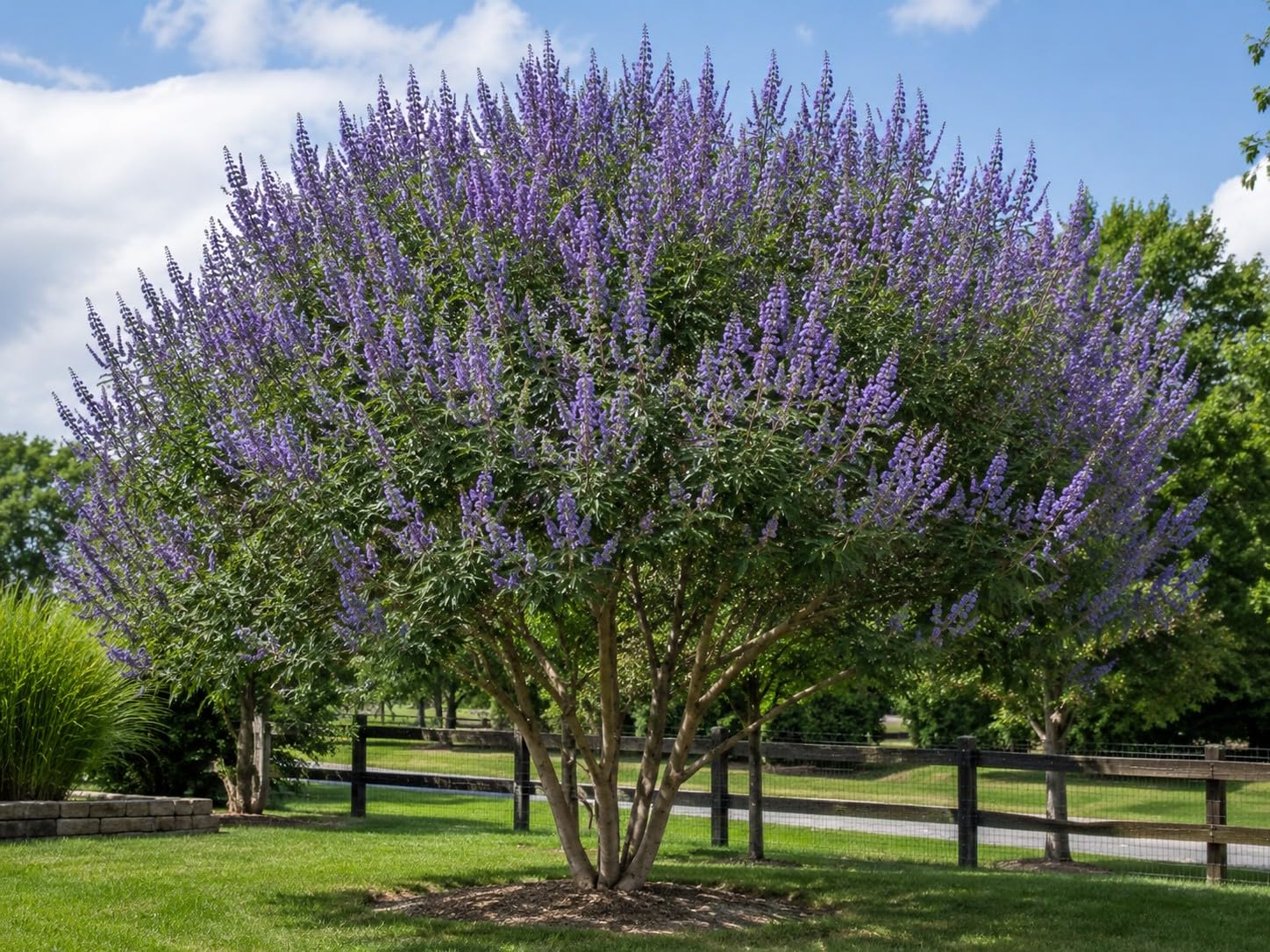 Texas Lilac Vitex Chaste Trees (4-Pack)