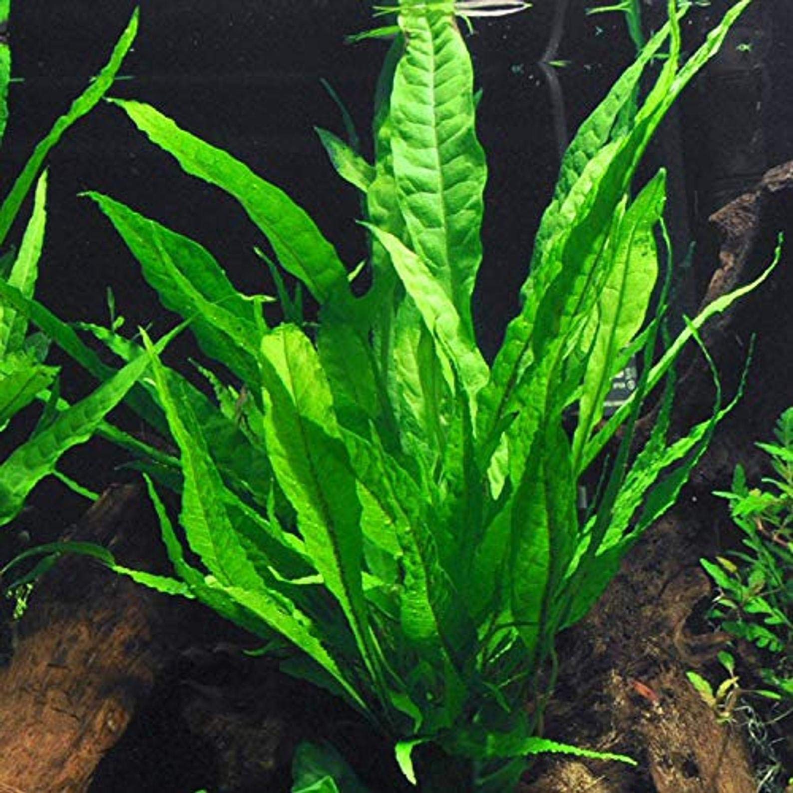 Java Fern – Mature, Healthy, Super Easy Live Aquarium Plant 5-6 in. Great for Betta Guppy Cherry Shrimp! by Aquatic Discounts. BUY2GET1!
