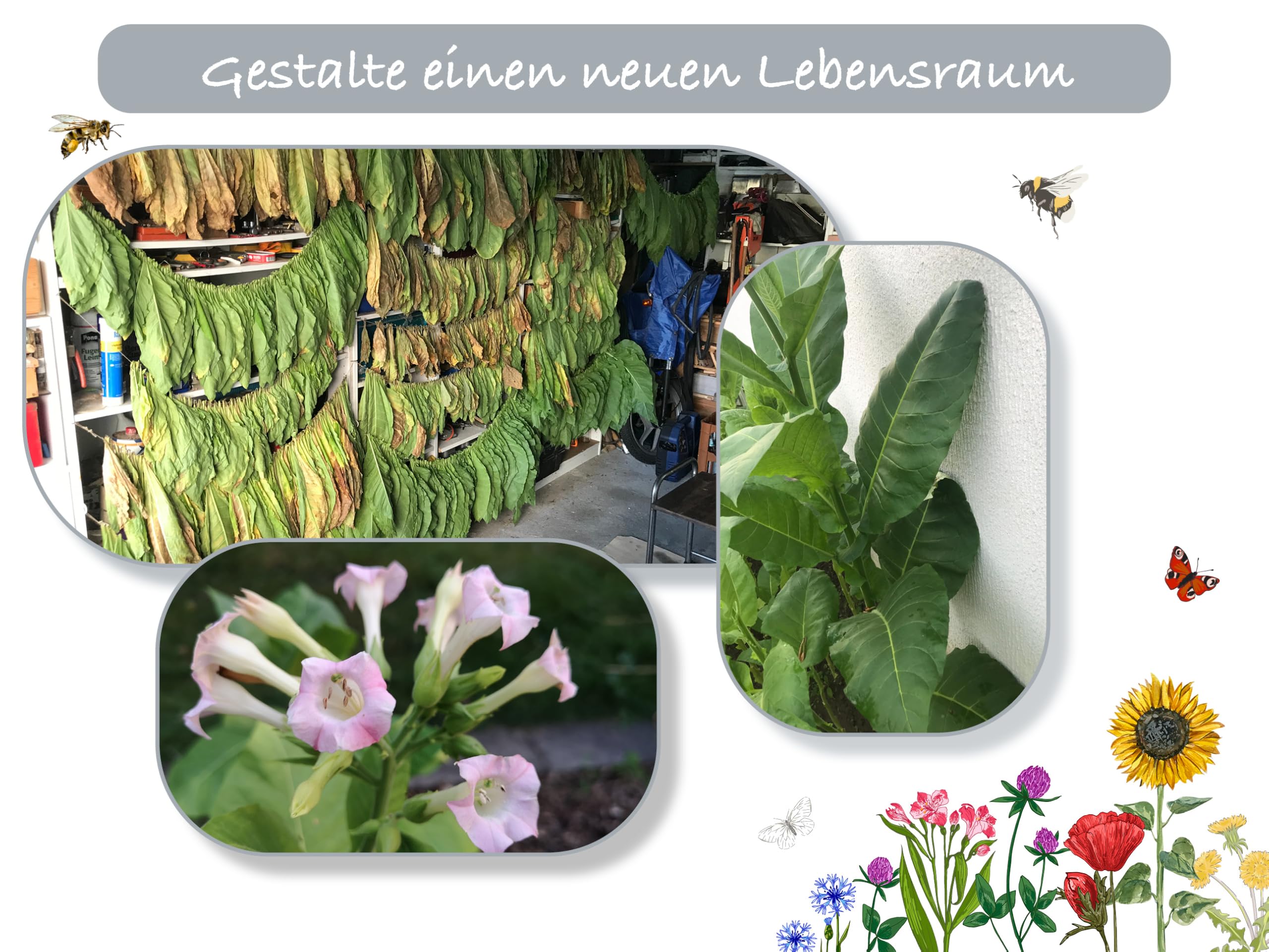 Where Can I Buy 1000 Wisconsin 901 Tobacco Seeds (Nicotiana Tabacum)