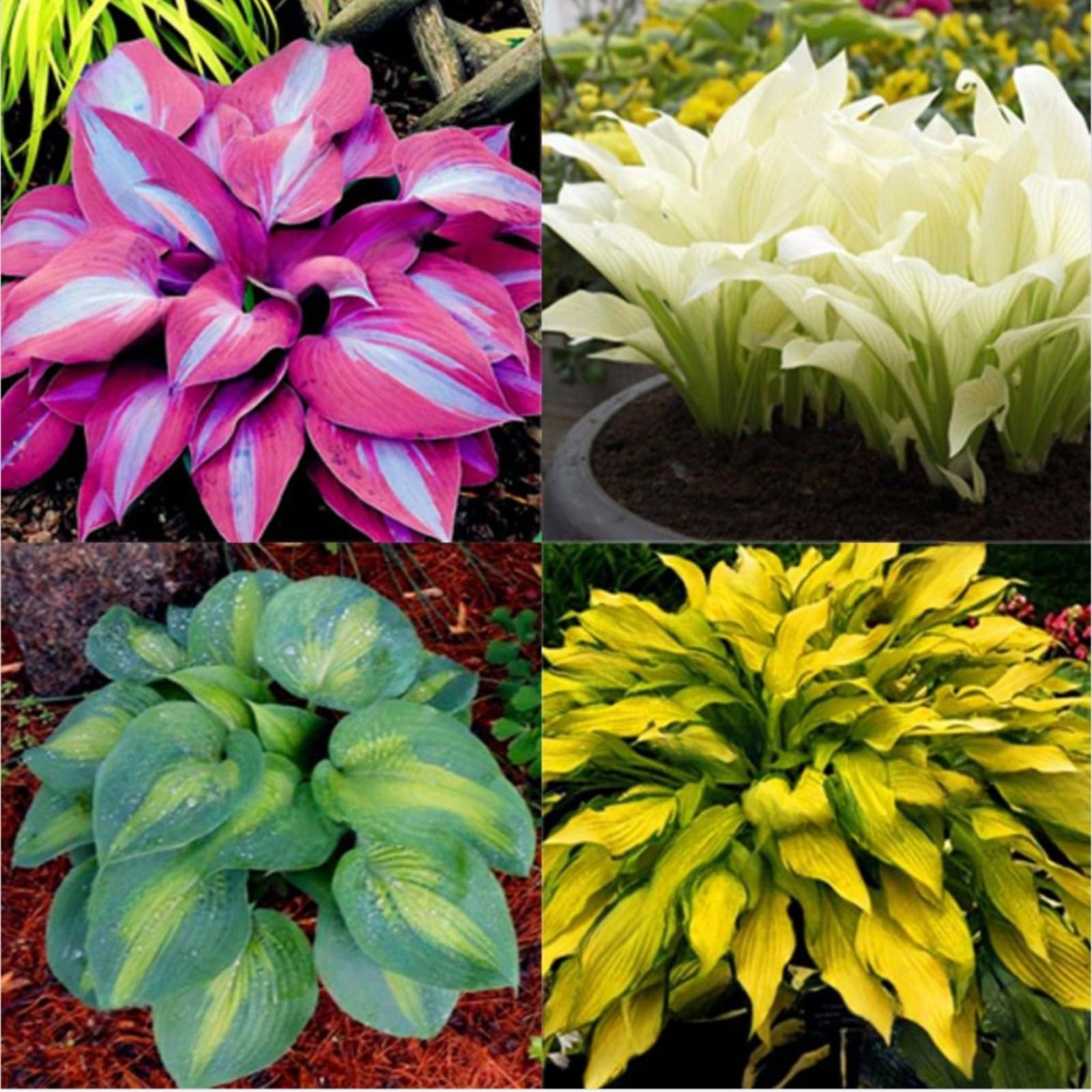 Hostas Bulbs for Planting Now UK Perennial Ornamental Perennial Good for Containers Greening Easy Plant Natural Organic Excellent Display Plant Bulbs-15Bulbs-greenF